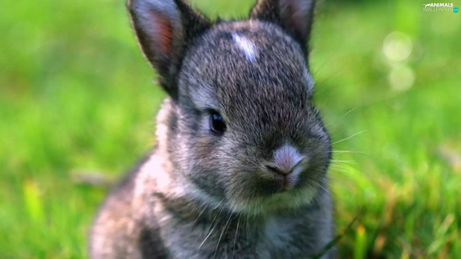 grass, small, Bunny