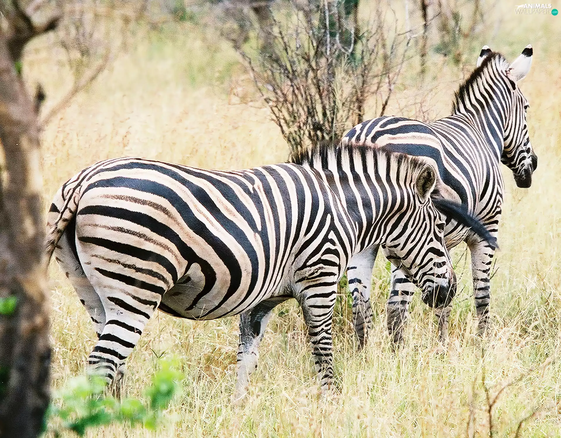 viewes, grass, Bushes, trees, zebra