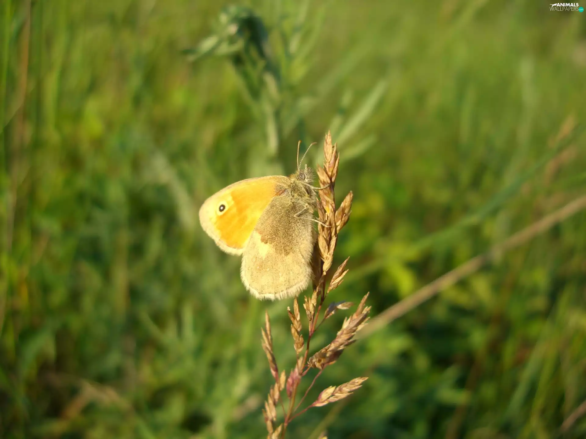 butterfly, stalk, Meadow, grass