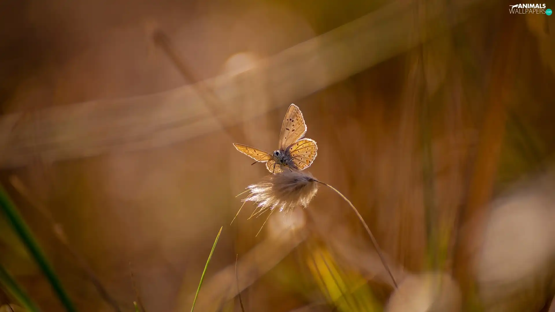 butterfly, stalk, grass, Dusky