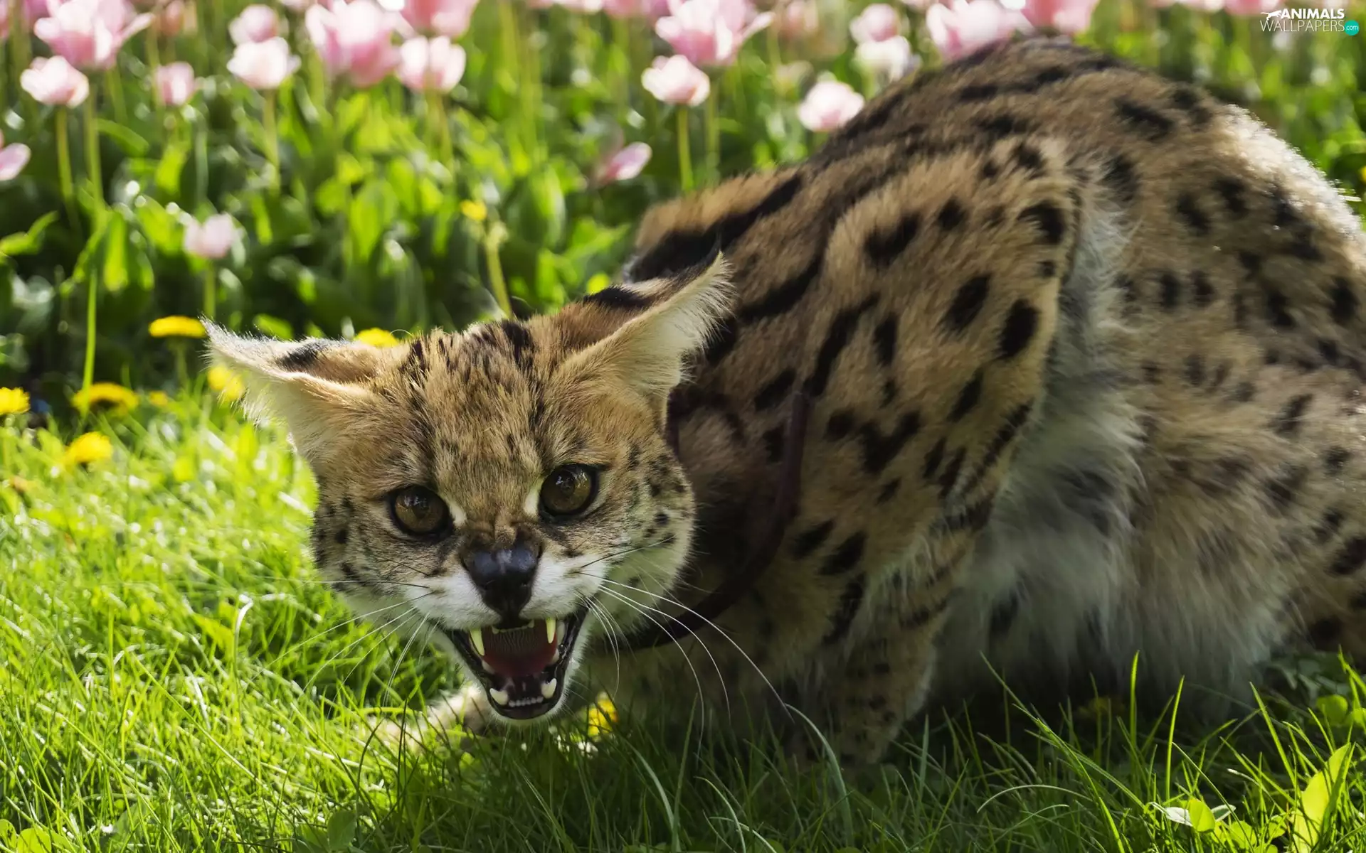 grass, Serval, canines
