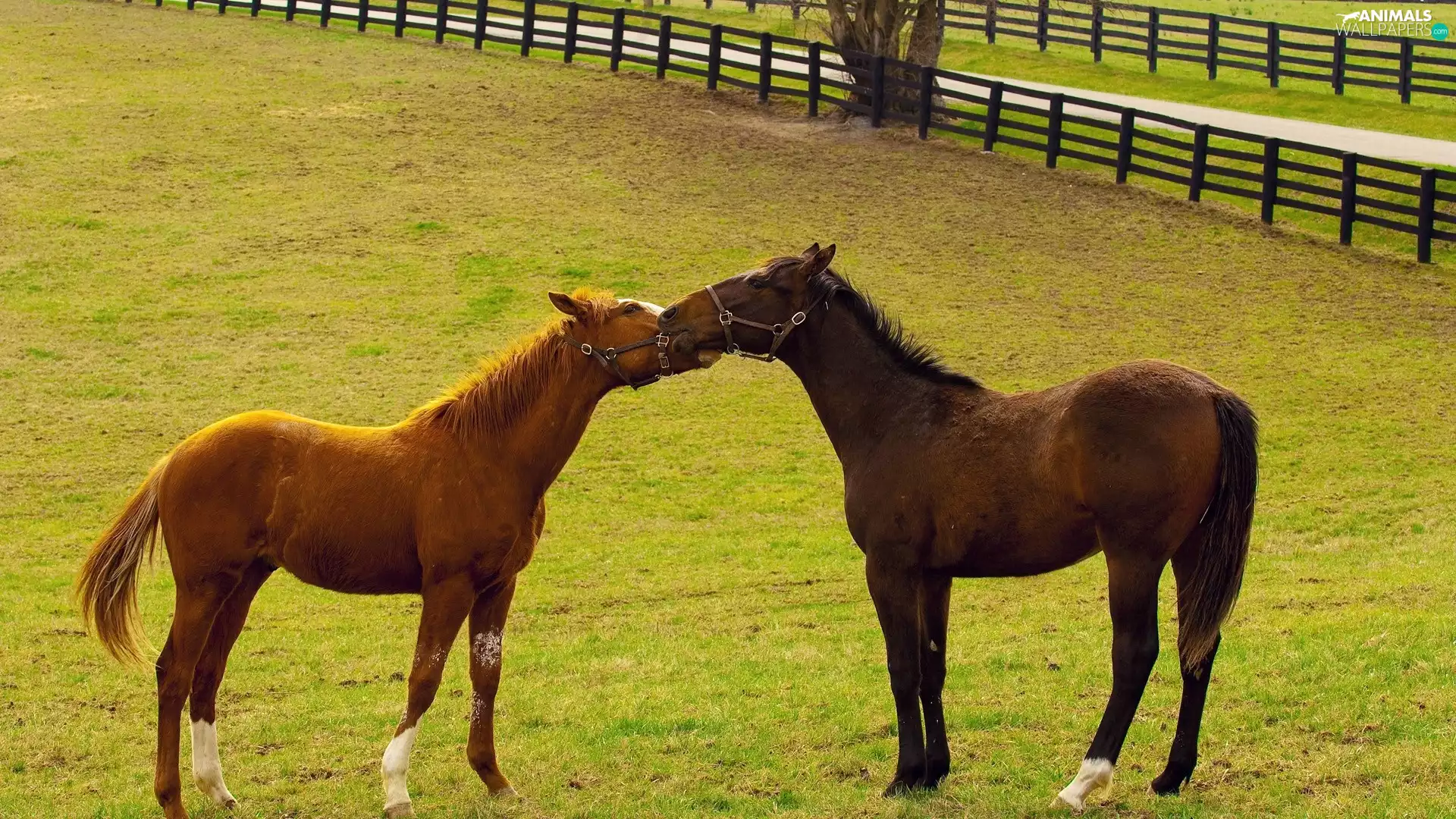 fence, run, bloodstock, grass, Two cars