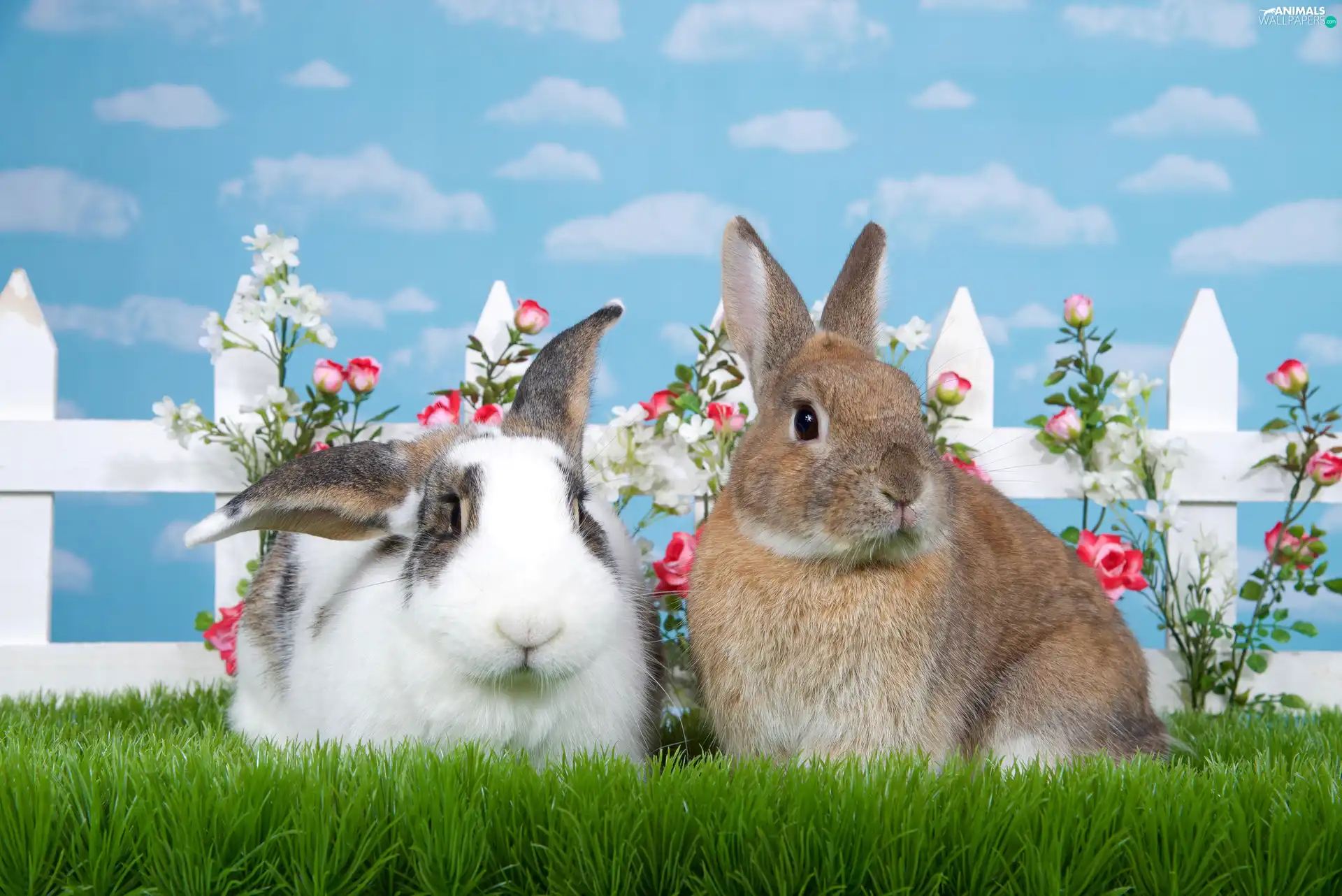Hurdle, Flowers, Rabbits, grass, Two cars
