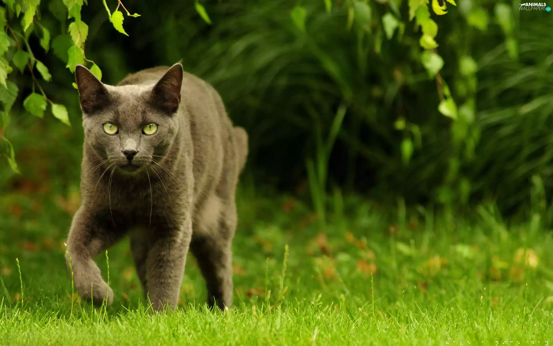 grass, Black, cat