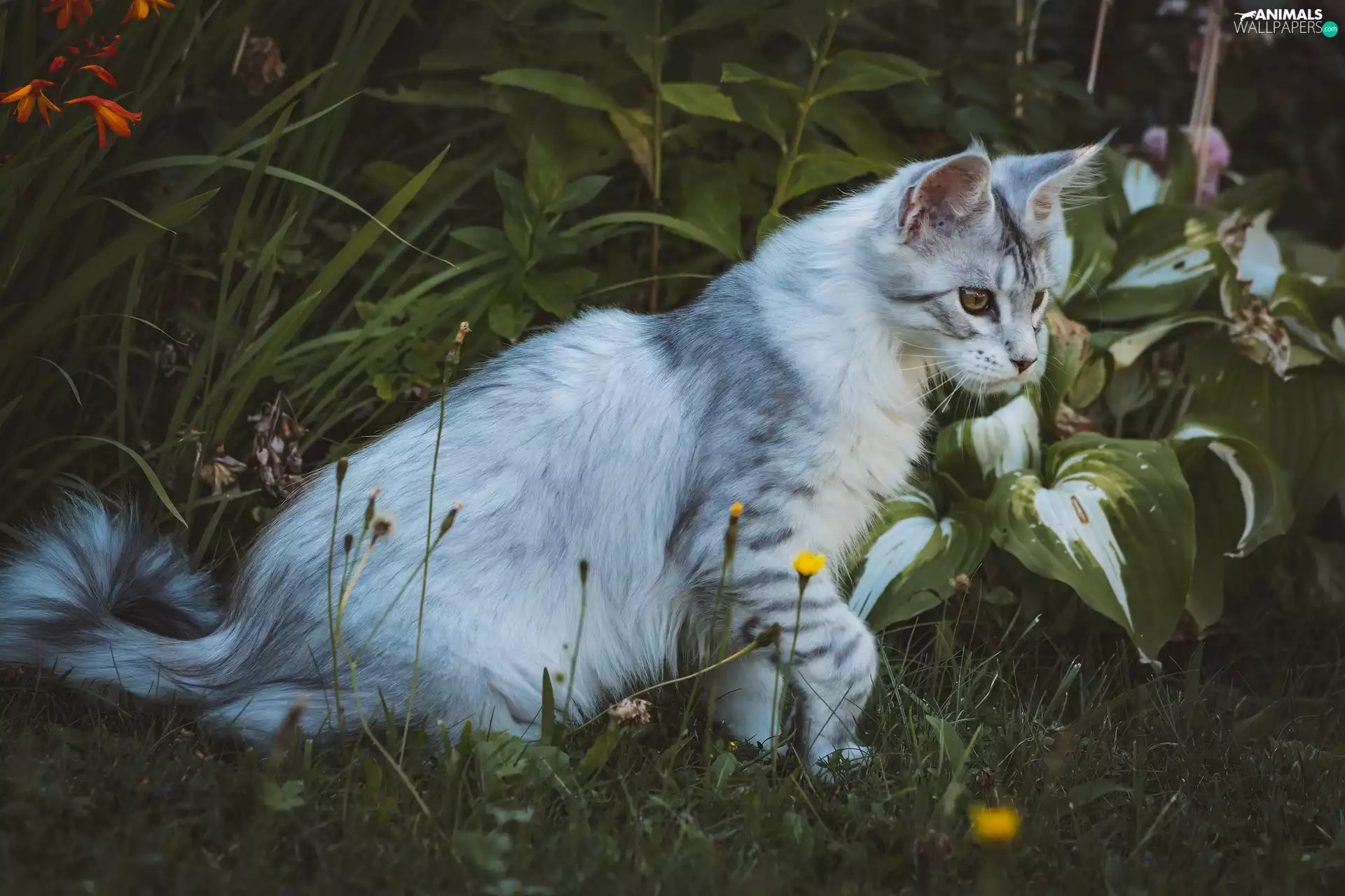 cat, Plants, Garden, grass