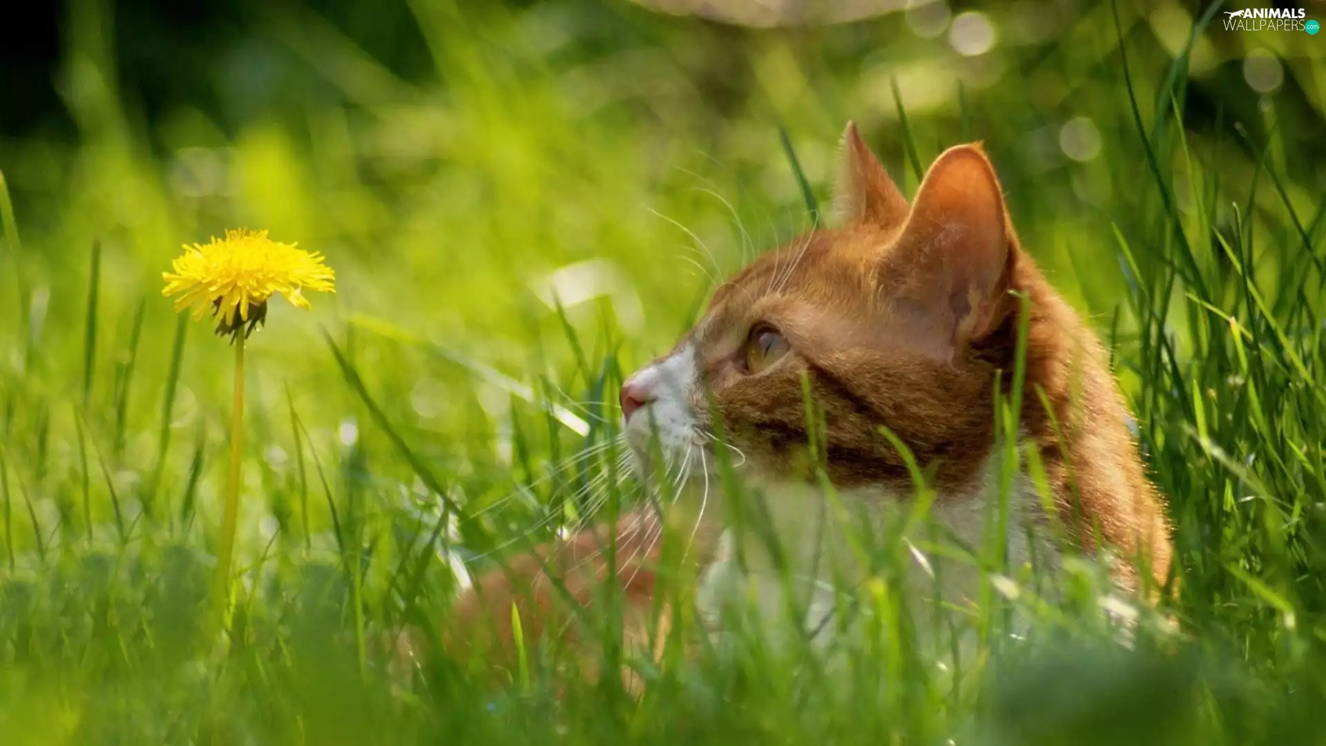 puffball, grass, cat, Meadow, ginger