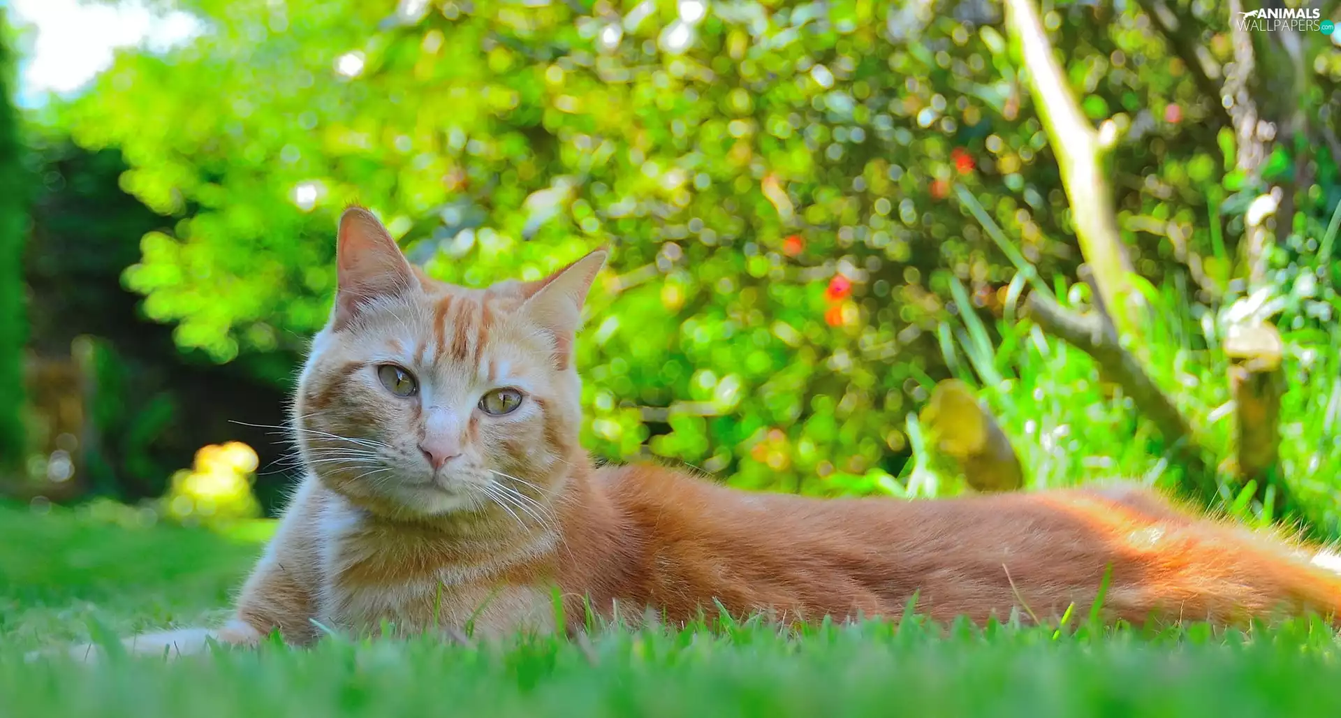grass, ginger, cat