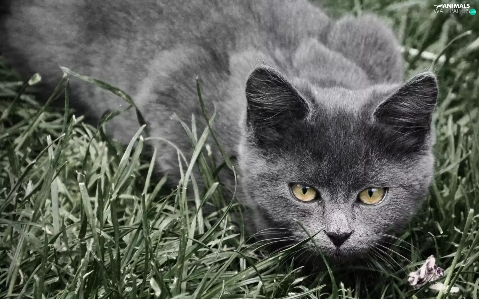 grass, Gray, cat