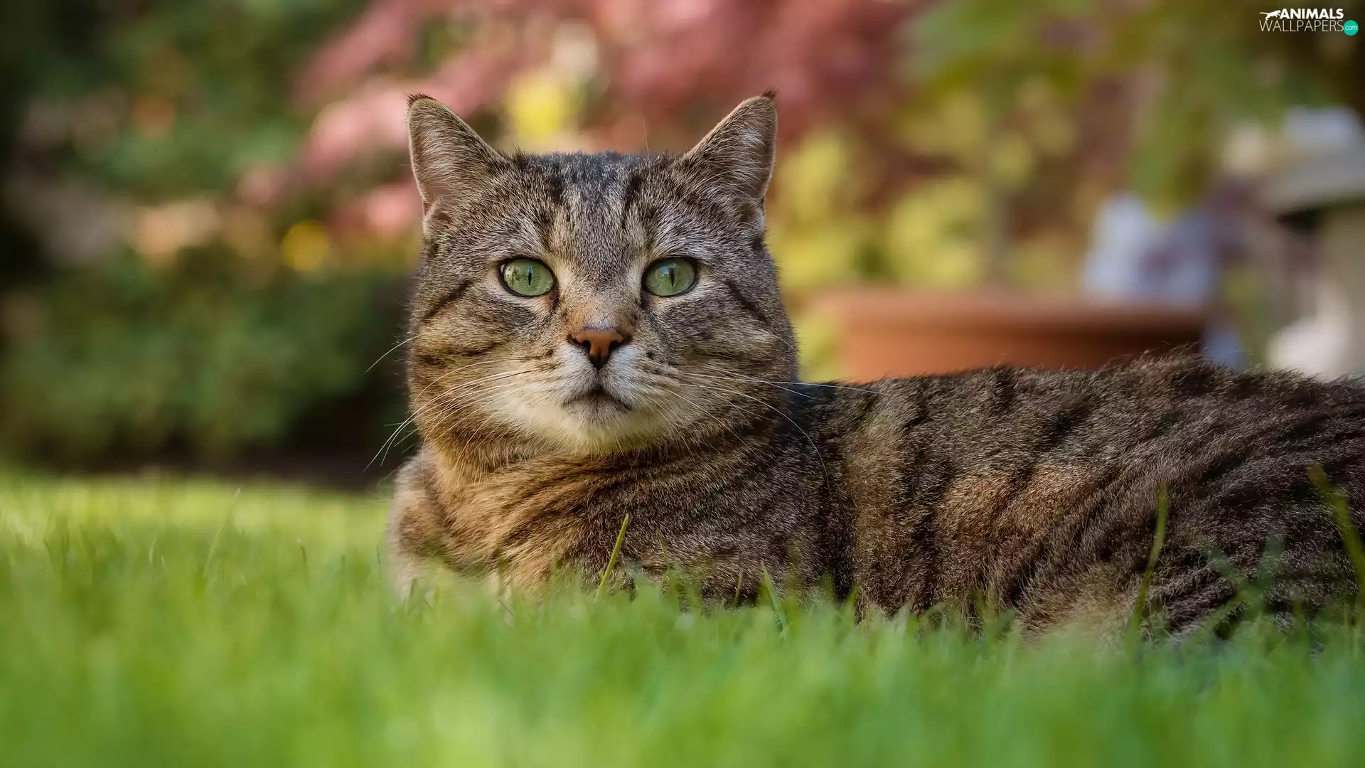grass, Grey, cat