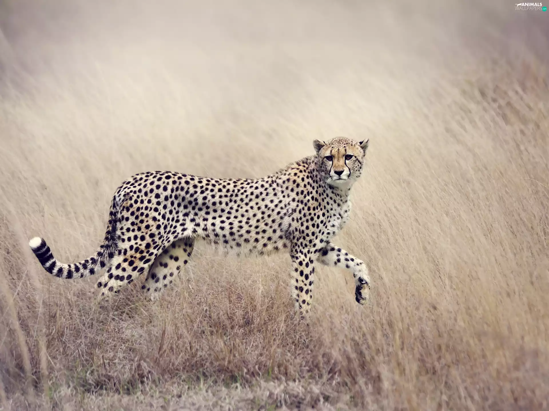 grass, Followers, Cheetah