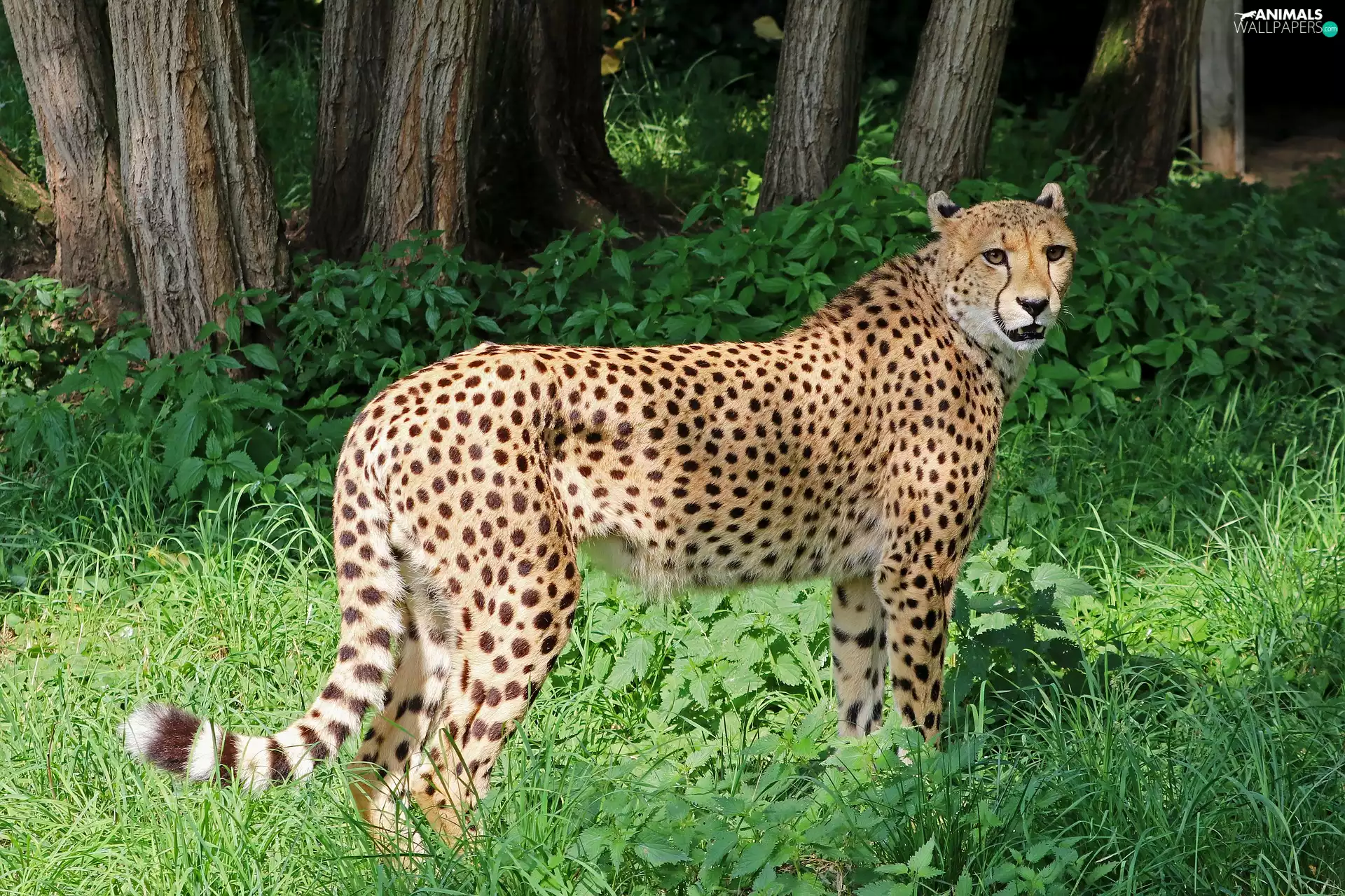 Cheetah, trees, viewes, grass