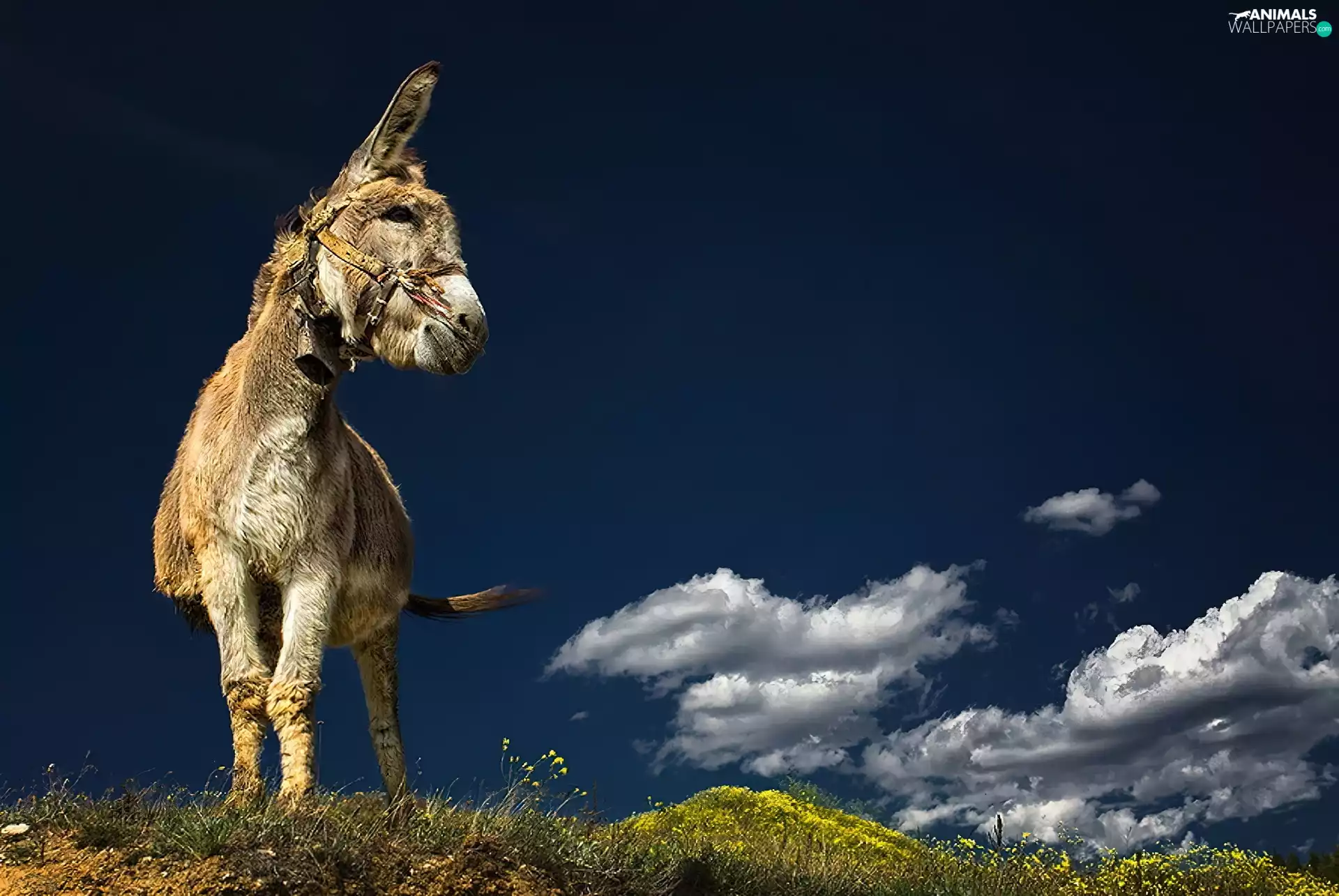 grass, donkey, clouds