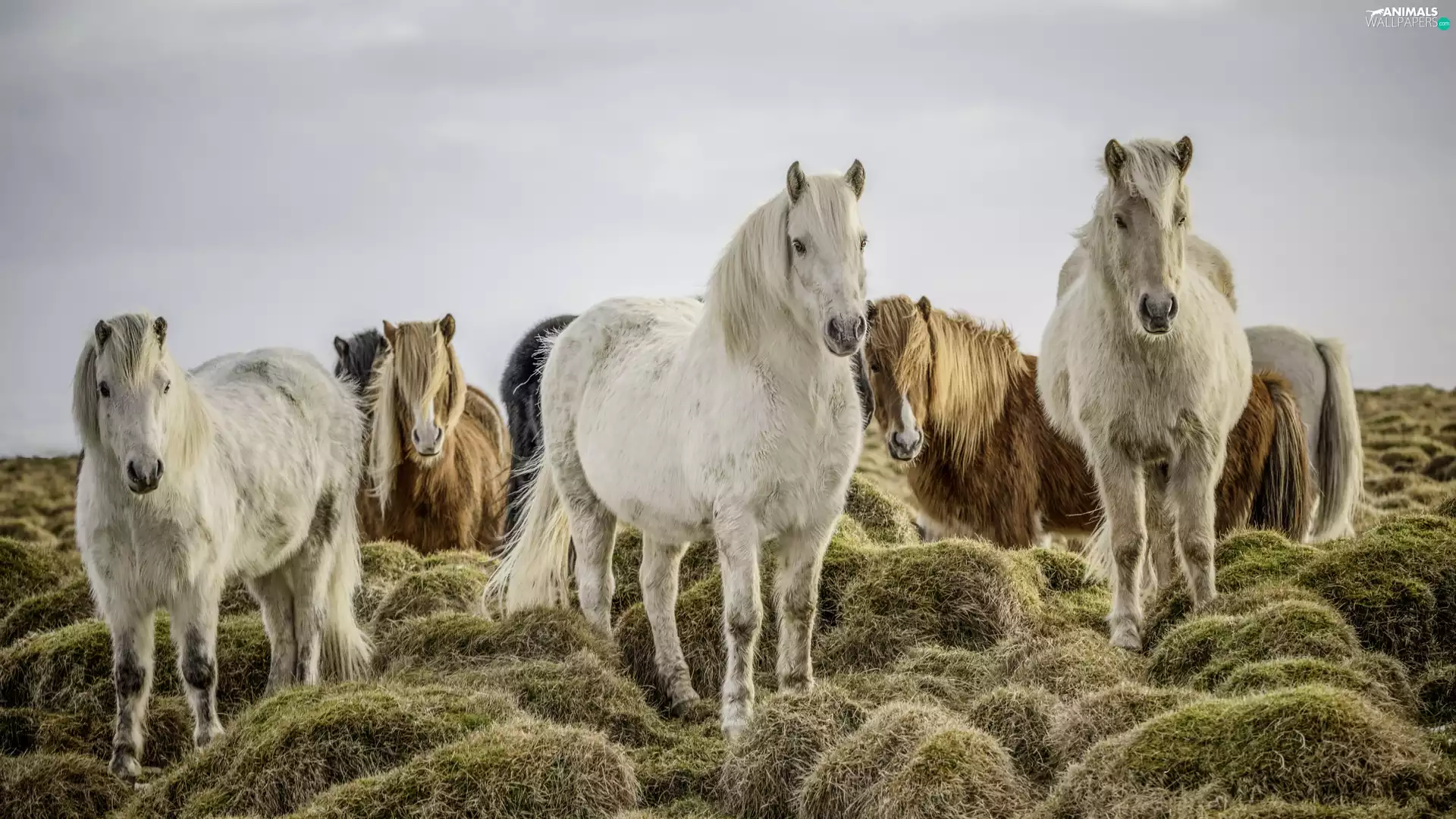 grass, bloodstock, Clumps