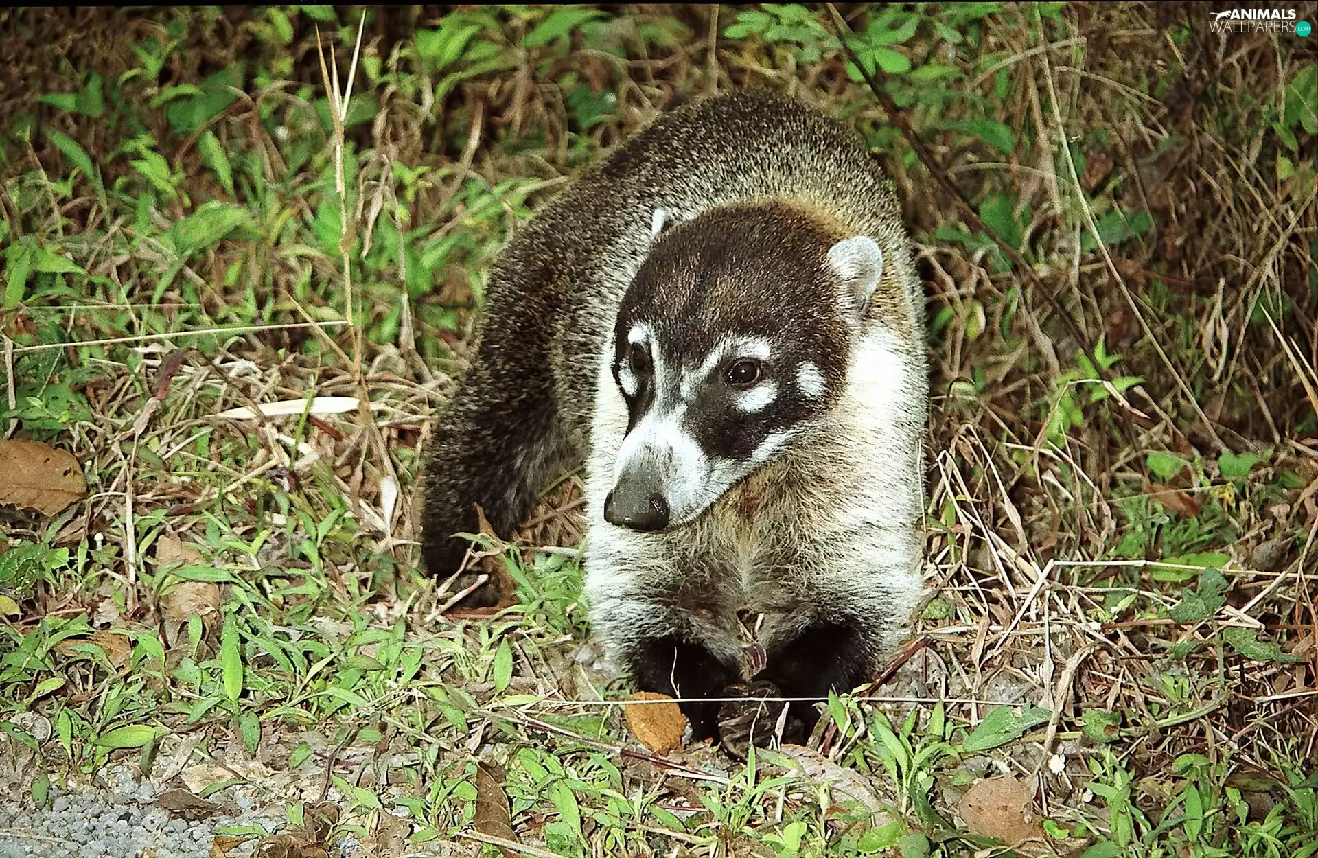 grass, raccoon, coati