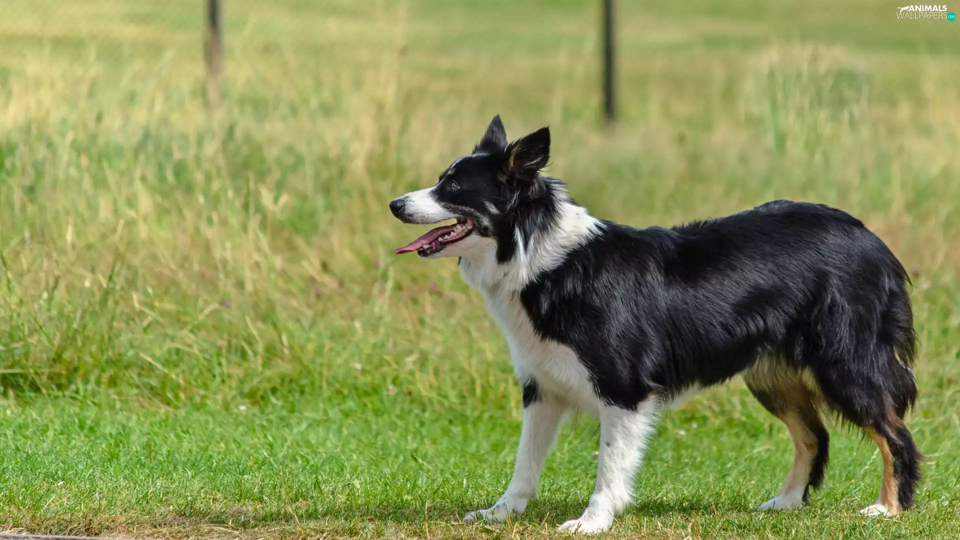 grass, Border Collie