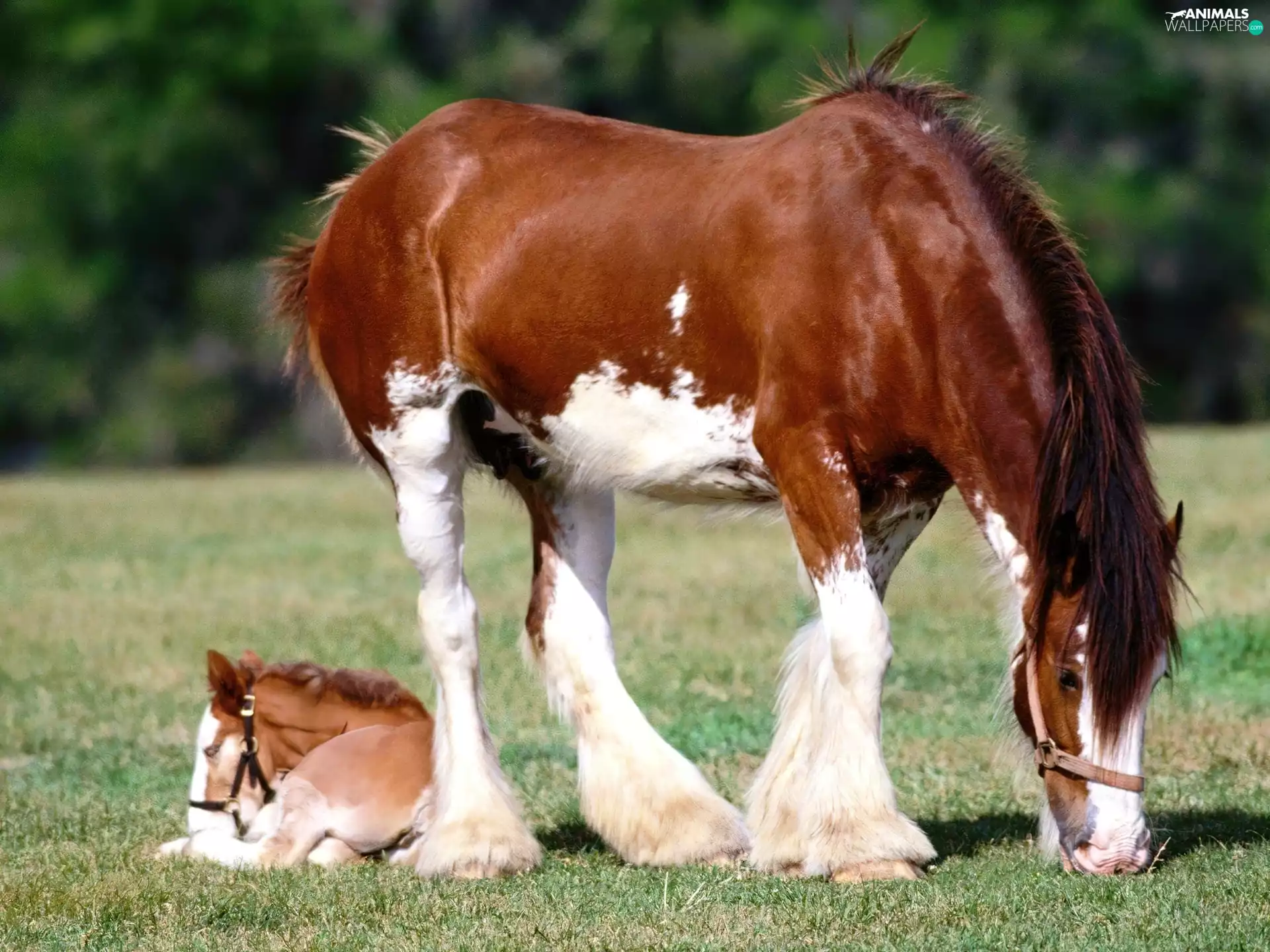 grass, Mare, Colt