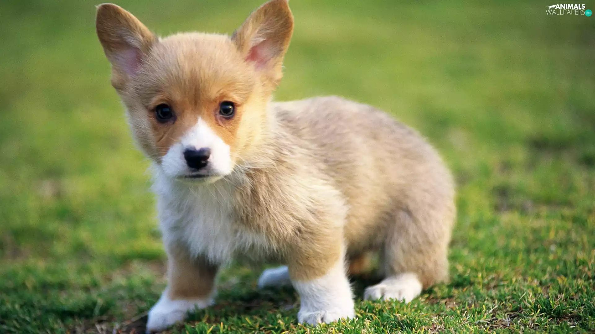 grass, Puppy, Corgi