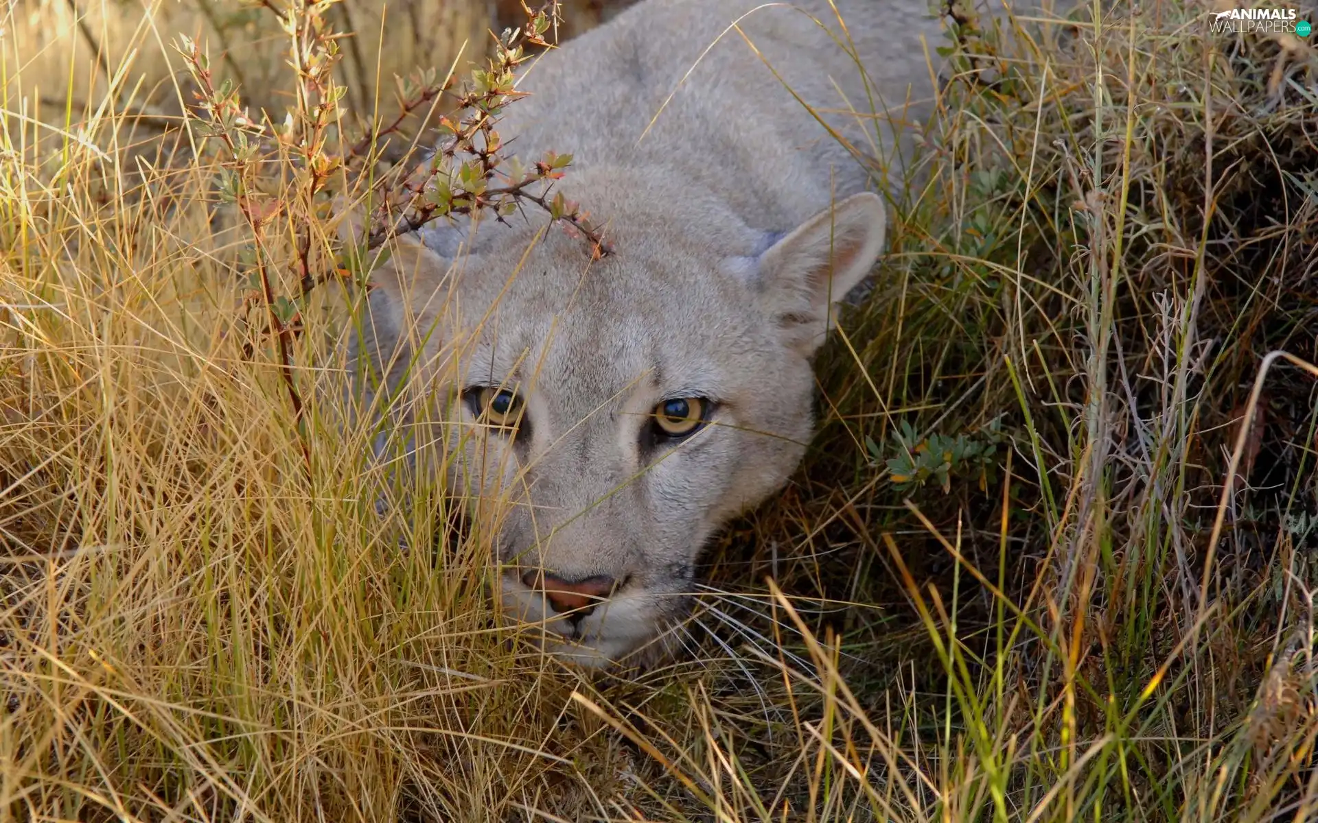 grass, lurking, cougar