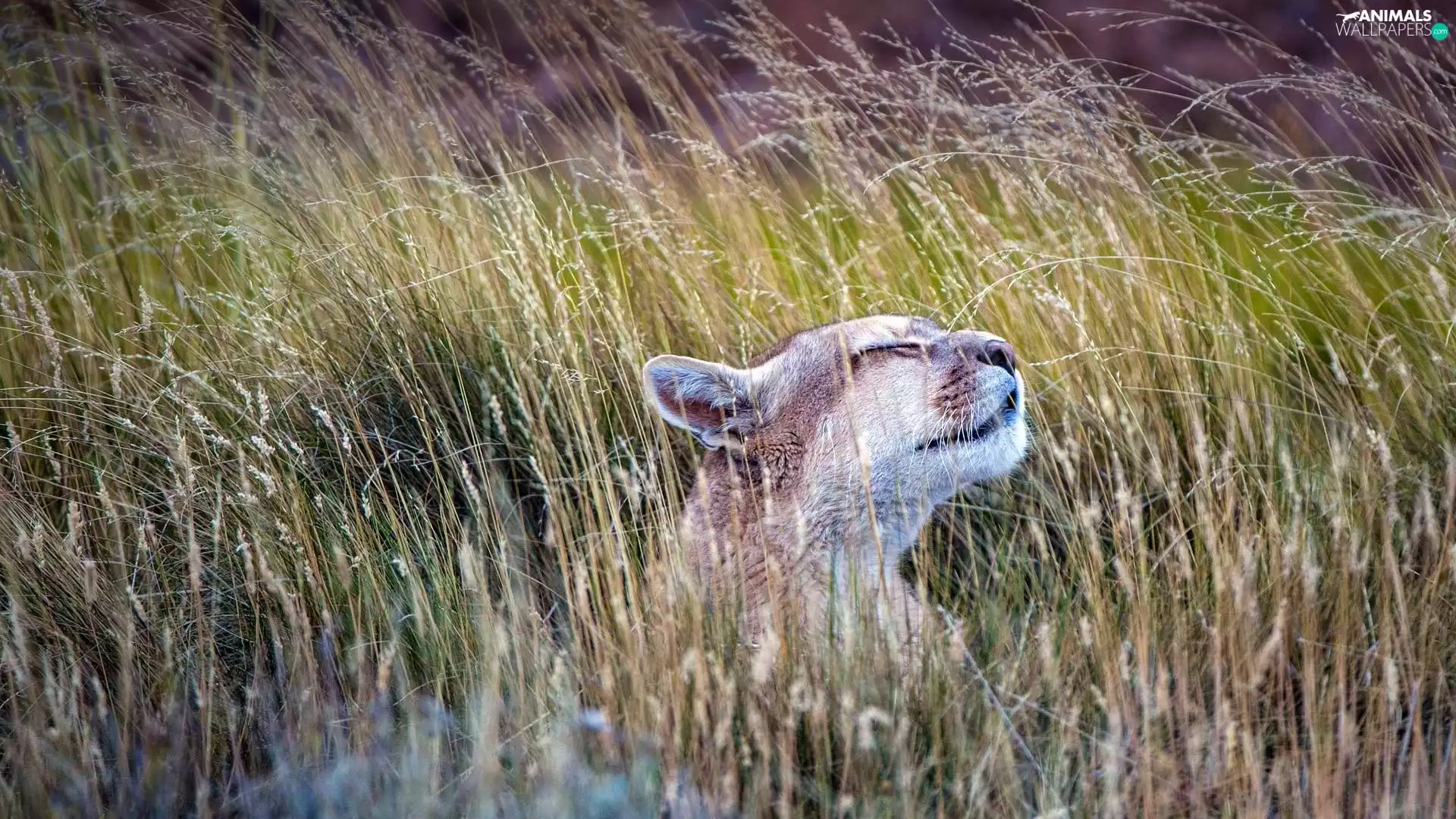 grass, cougar