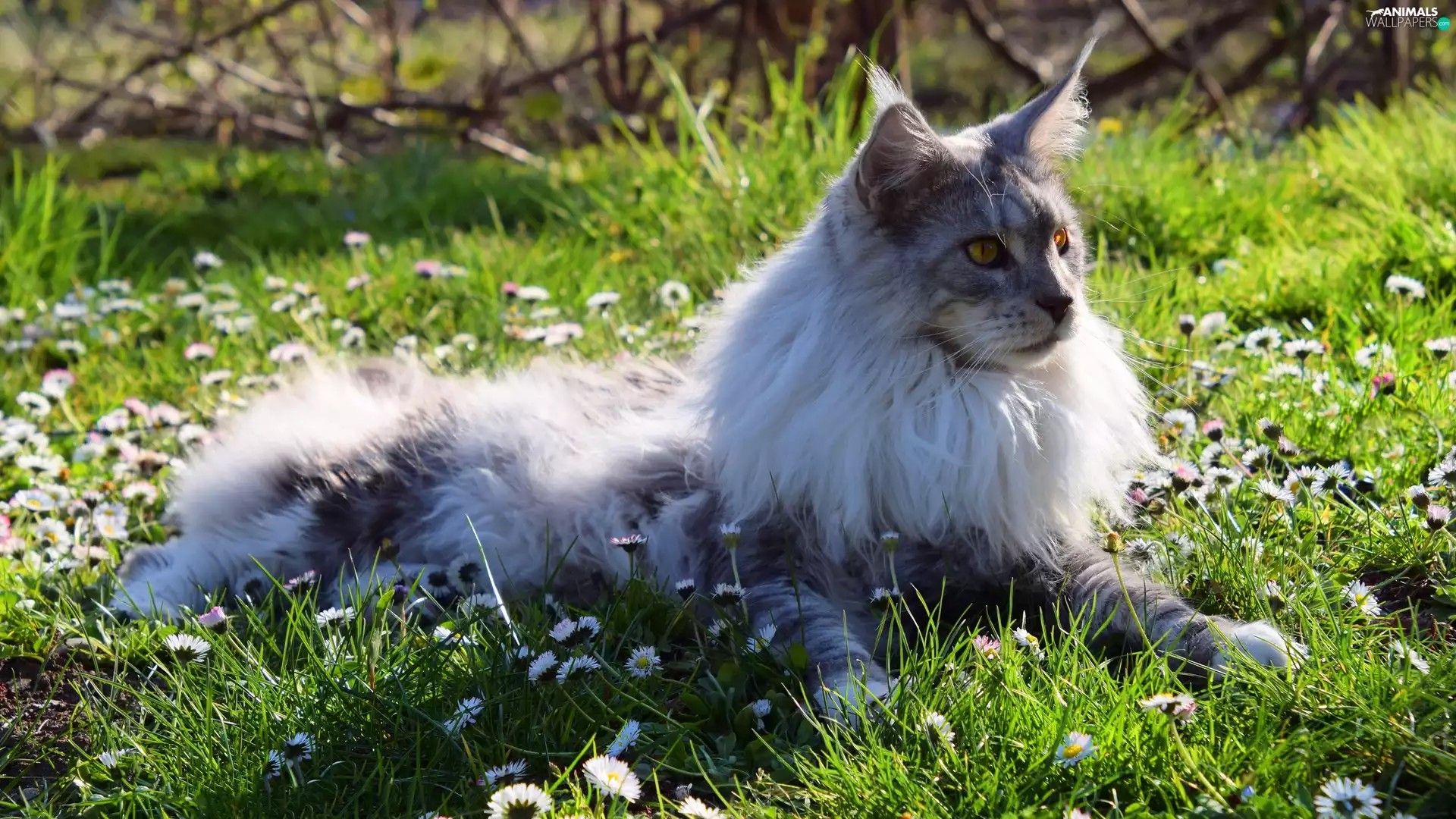 cat, grass, daisies, Maine Coon