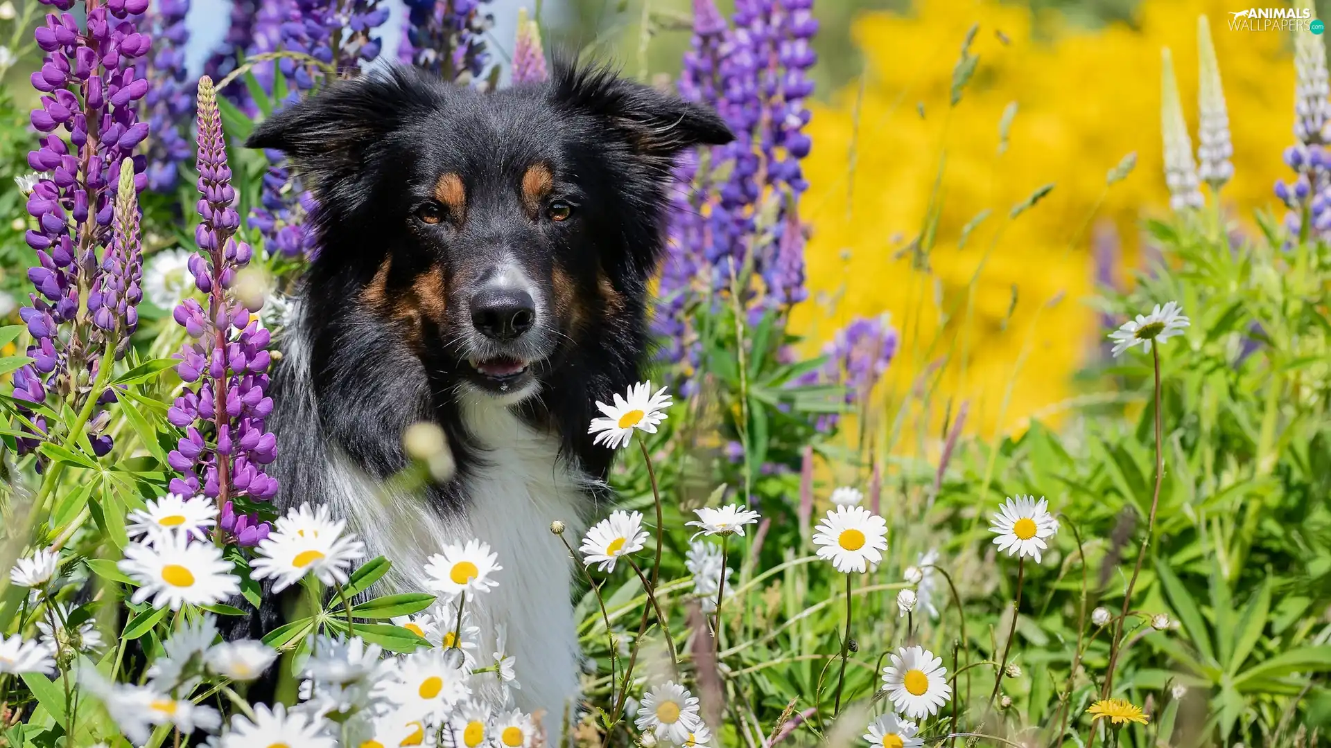 Flowers, dog, daisy, grass, lupine, Border Collie