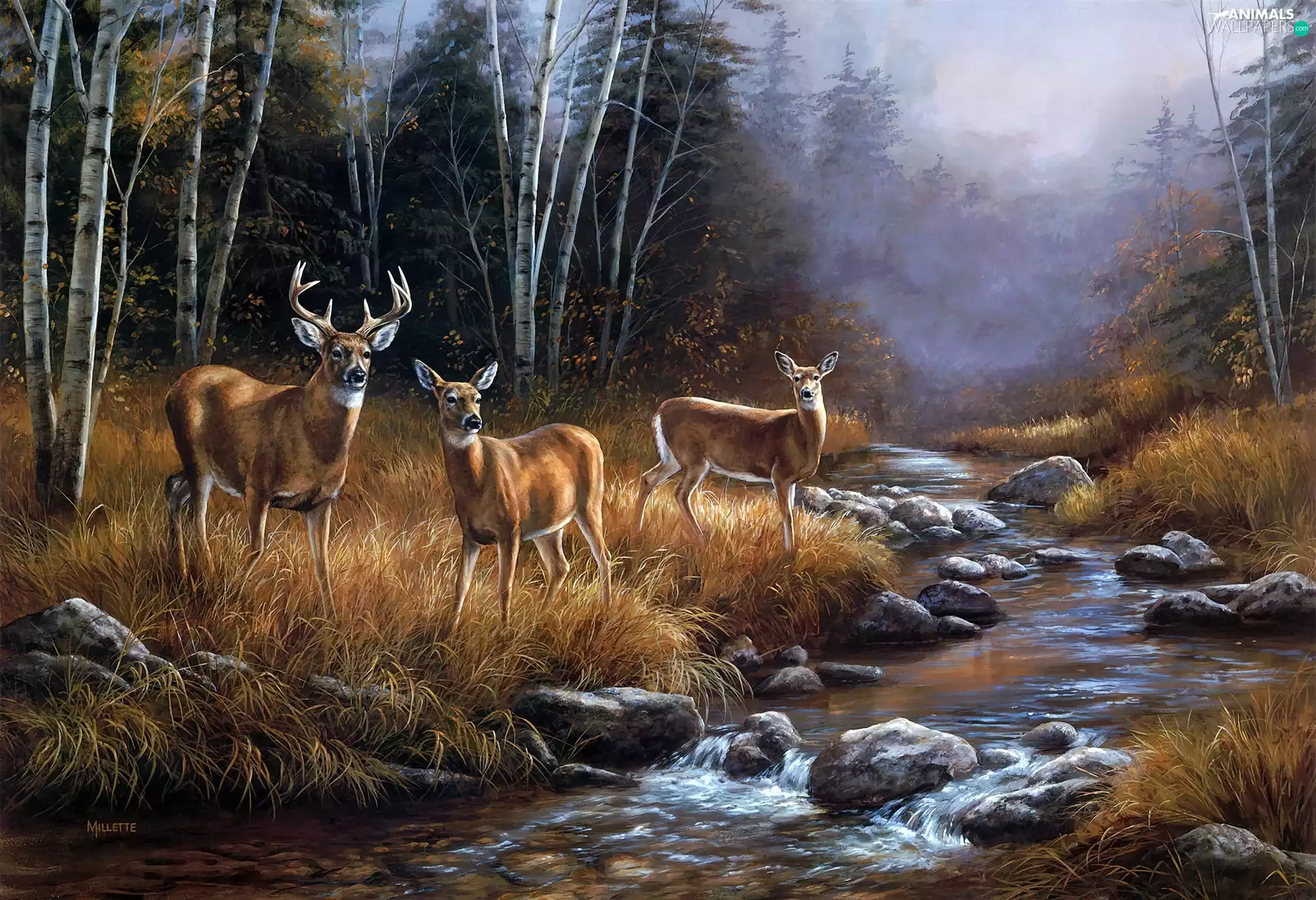 forest, deer, dry, grass, stream, deer