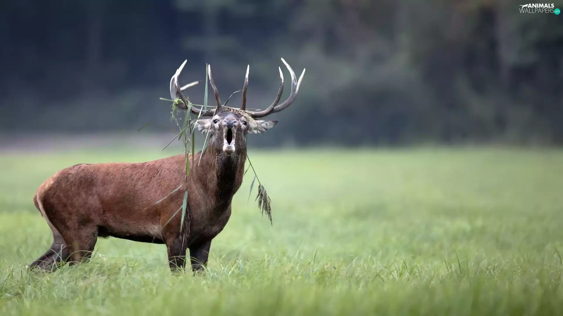 grass, roaring, deer