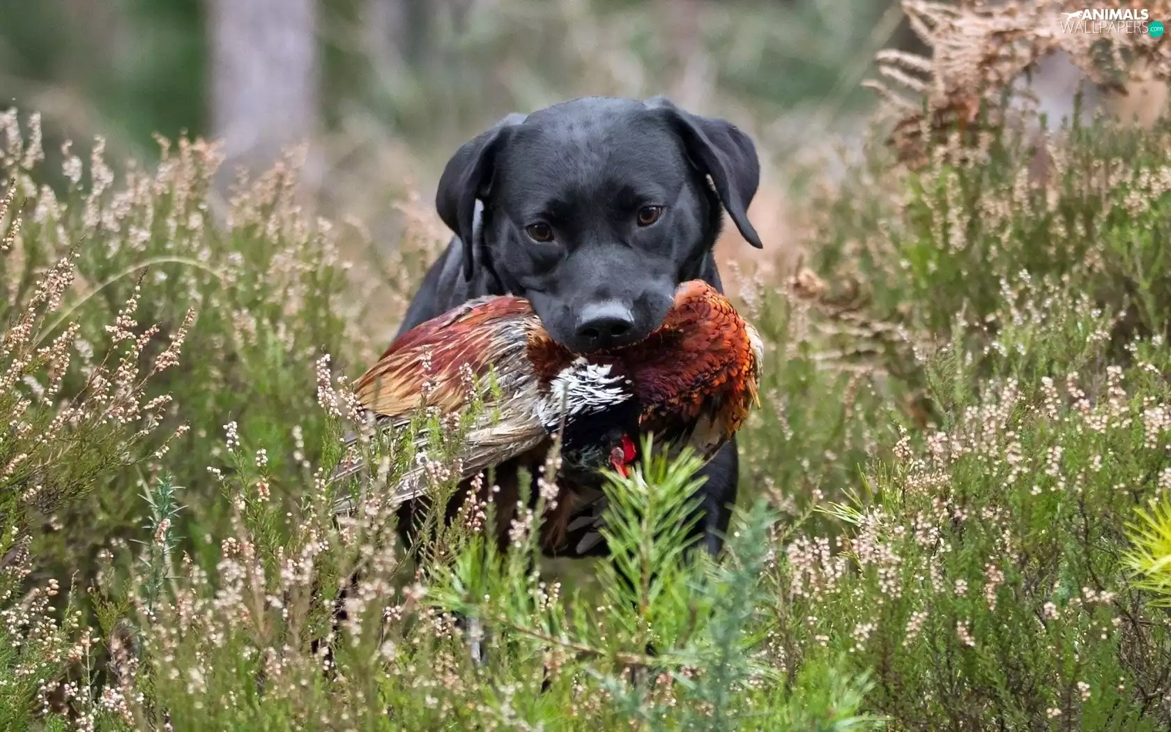 dry, grass, dog, Labrador, Black