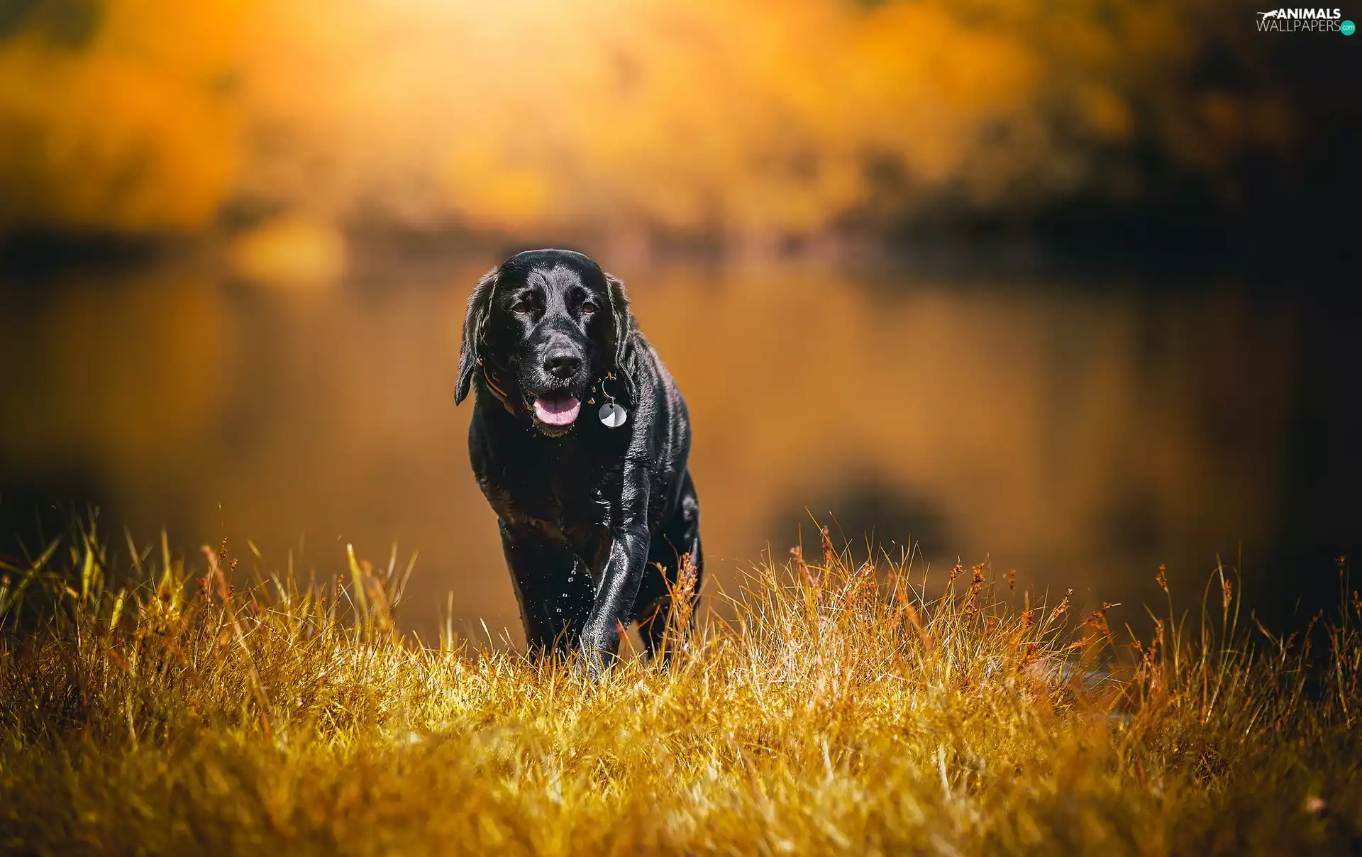 grass, Black, dog