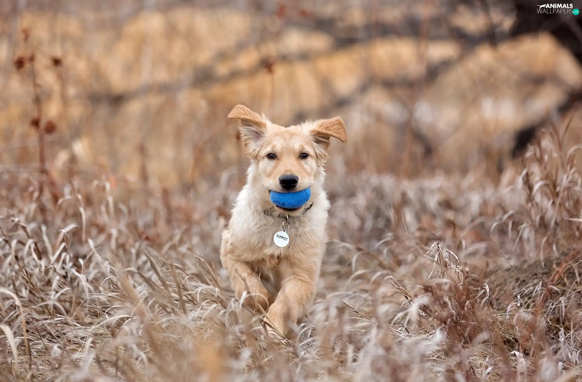 dog, Ball, grass, dog-collar