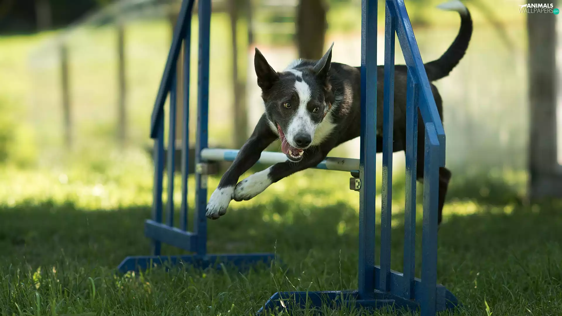 dog, Hurdle, jump, grass