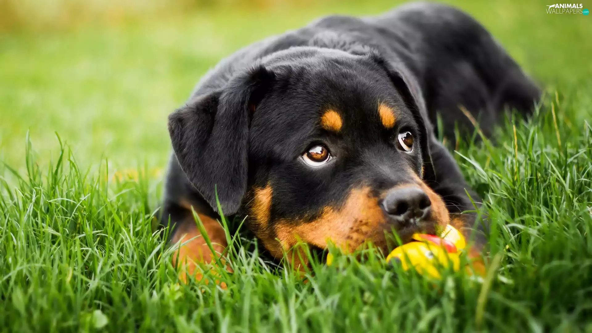 Rottweiler, grass, dog, Puppy, lying