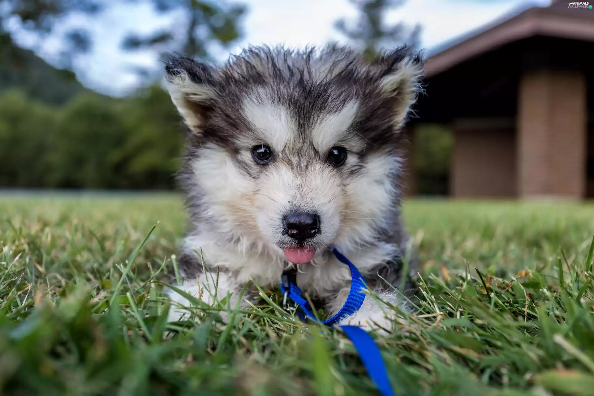 honeyed, grass, dog-collar, Puppy
