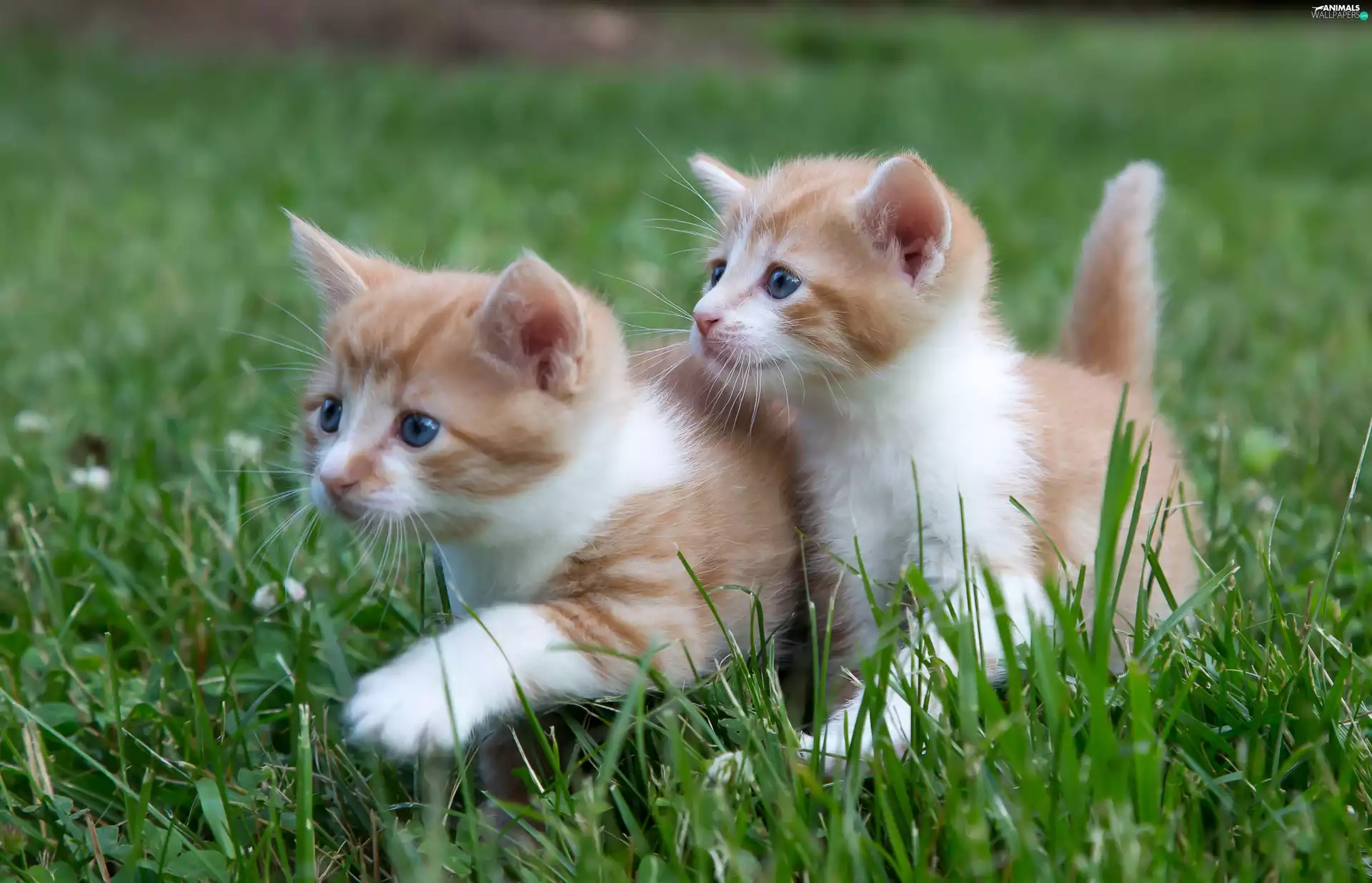 Two cars, puss, grass, little doggies