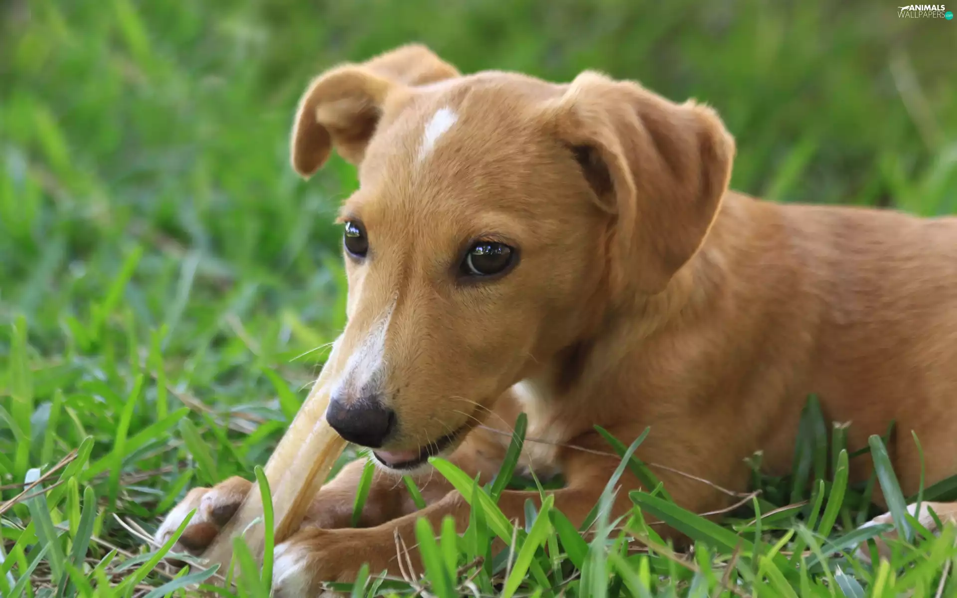 grass, ginger, doggy