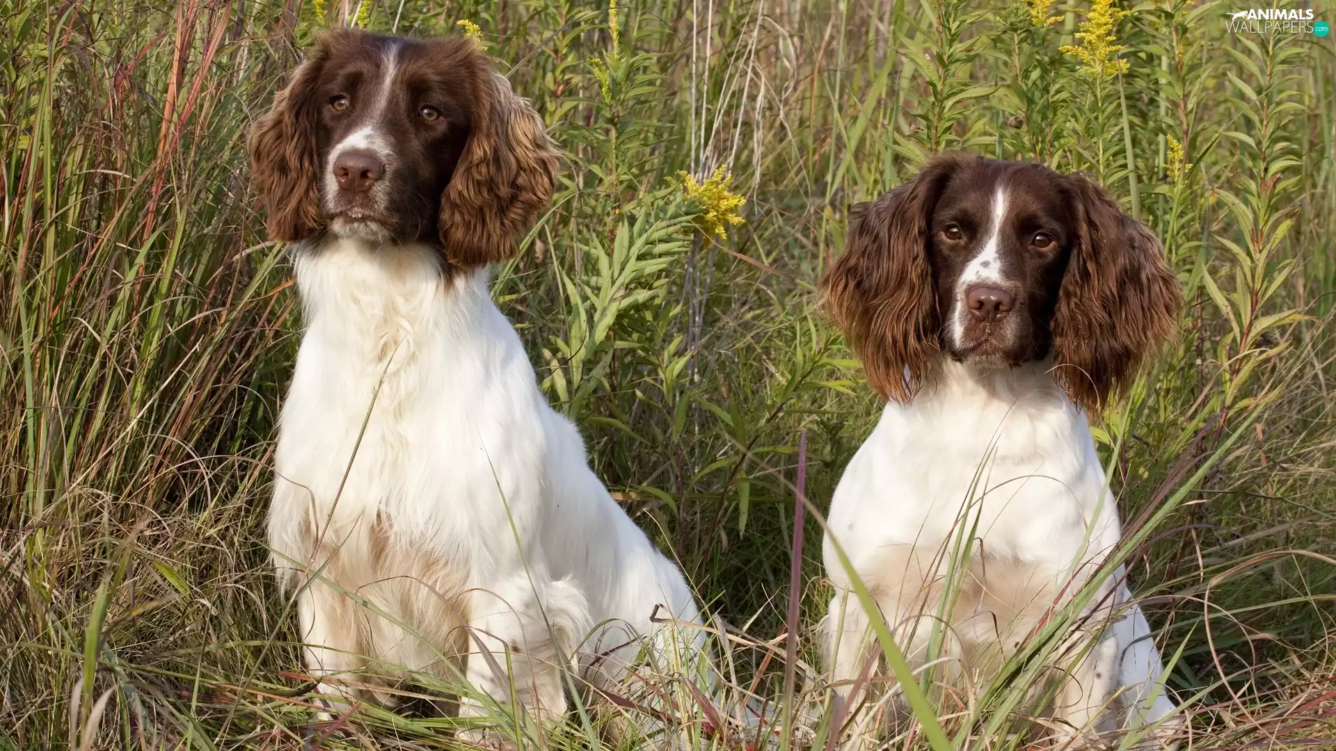 grass, identical, Dogs