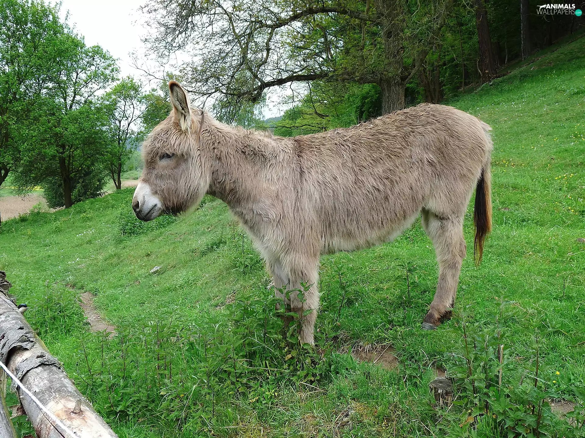 grass, small, Donkey