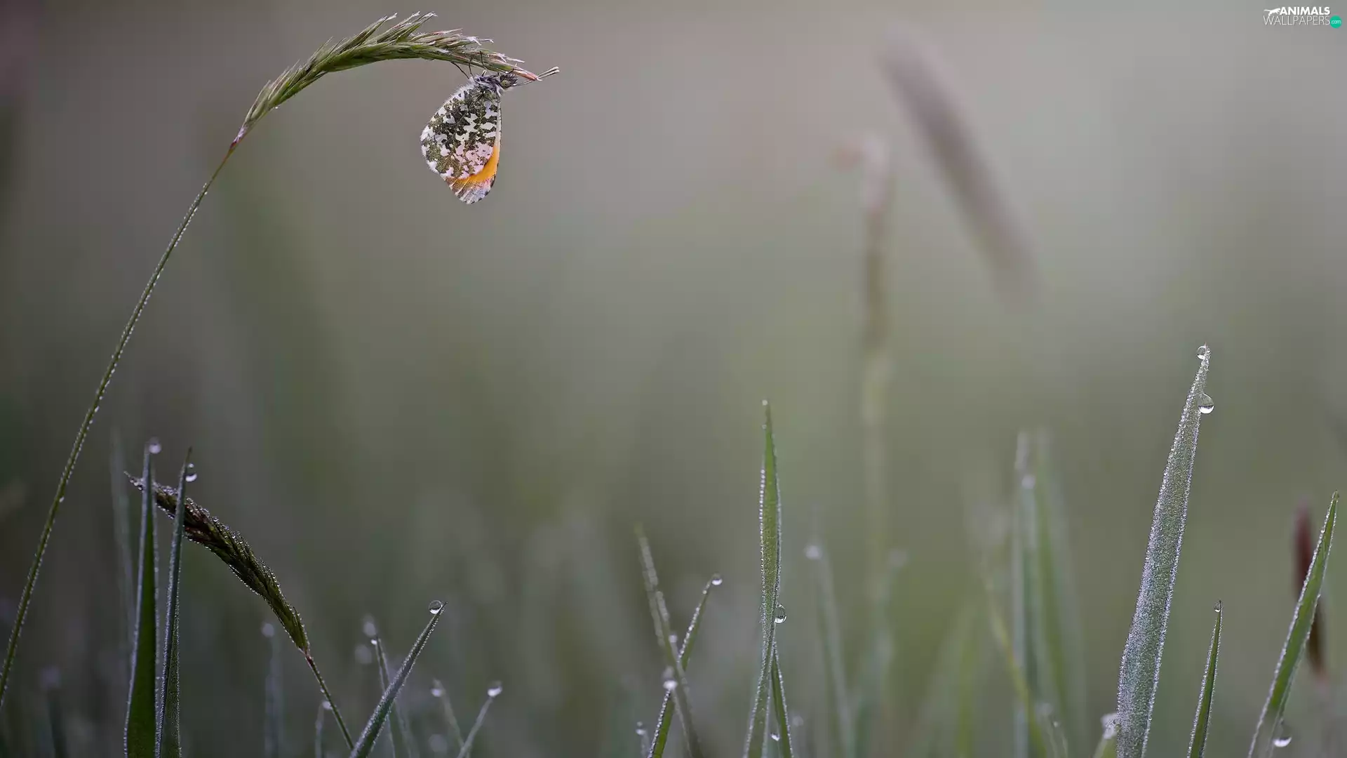 butterfly, grass, drops, Orange Tip