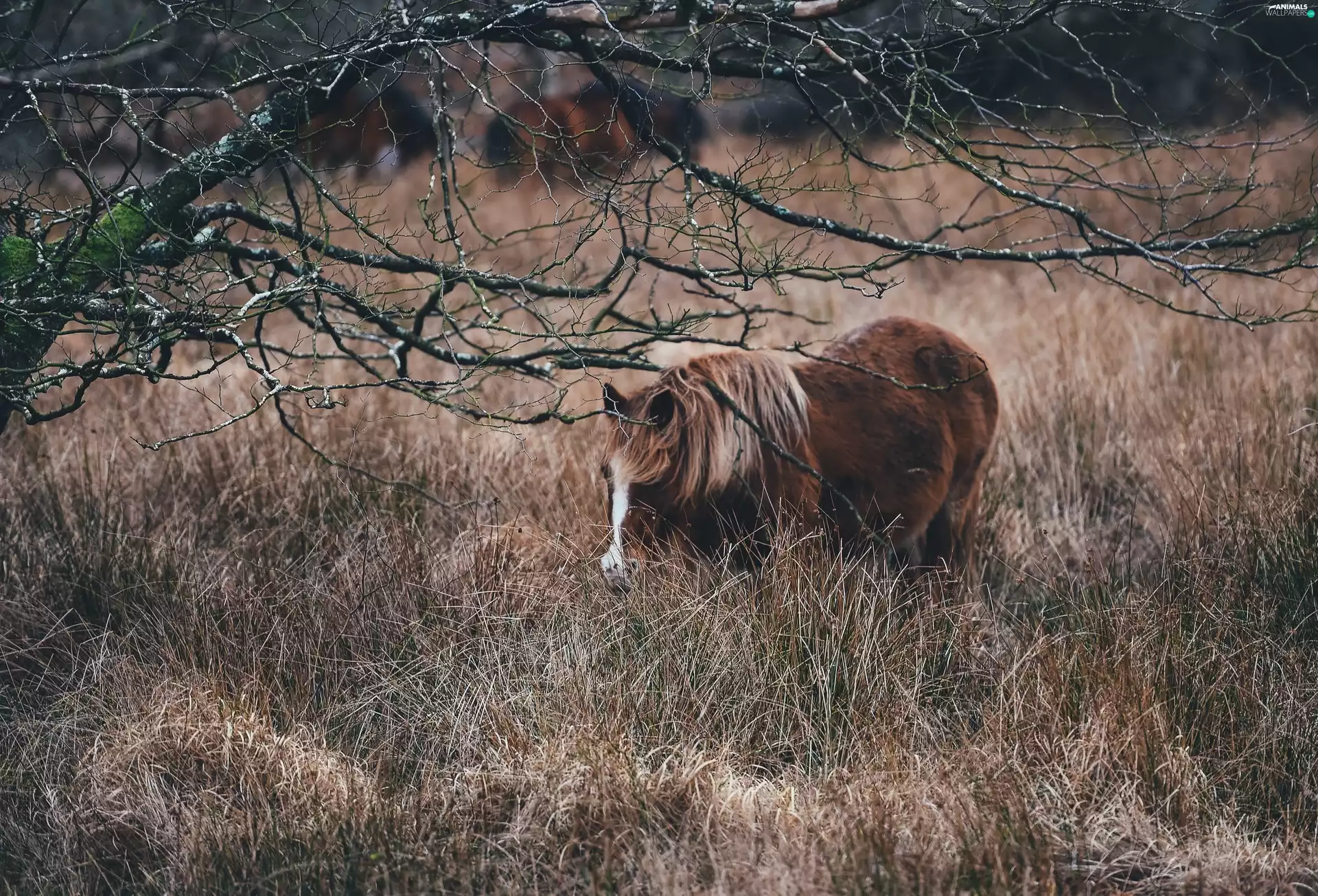 grass, Horse, dry