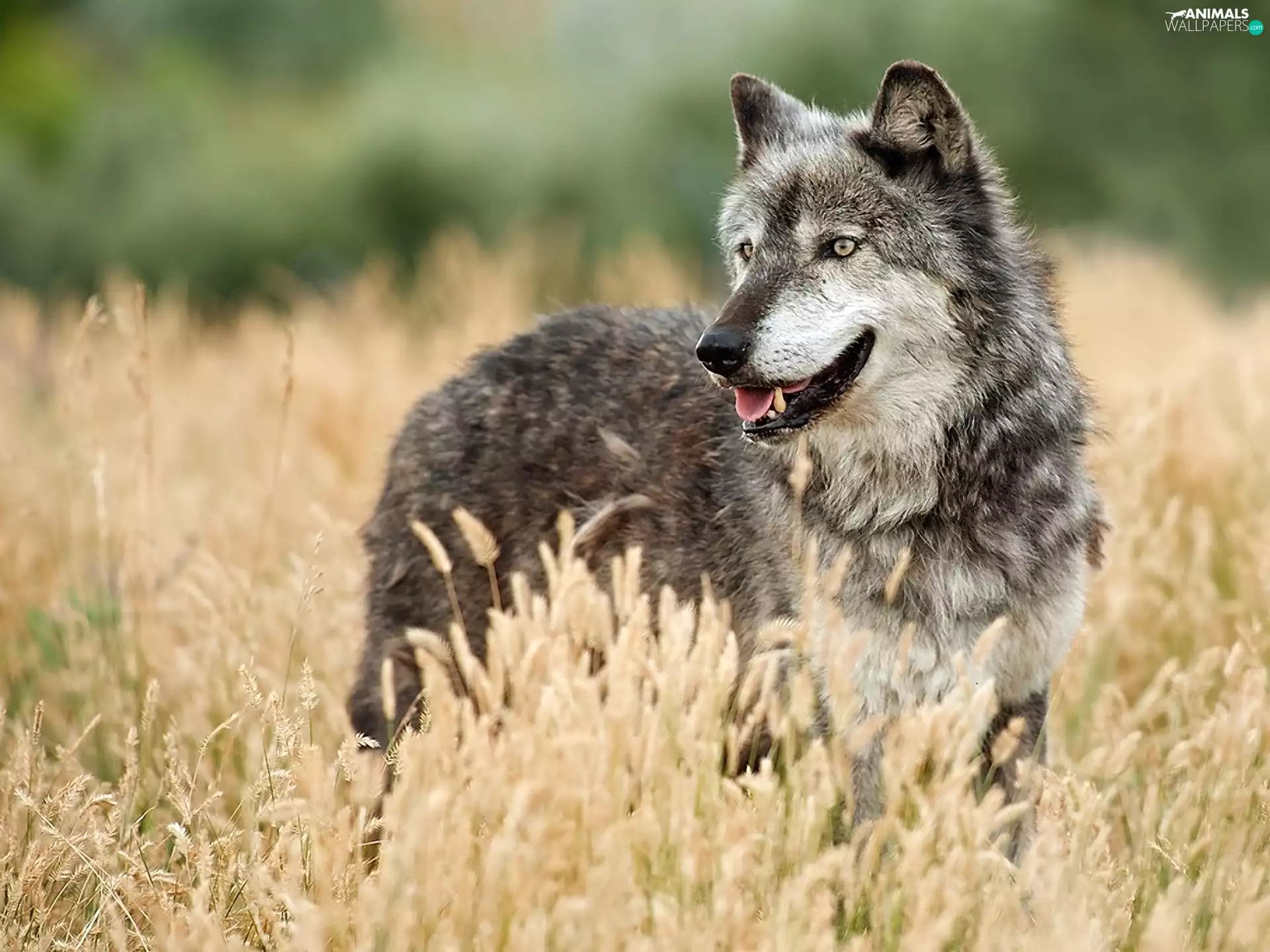 grass, Wolf, dry