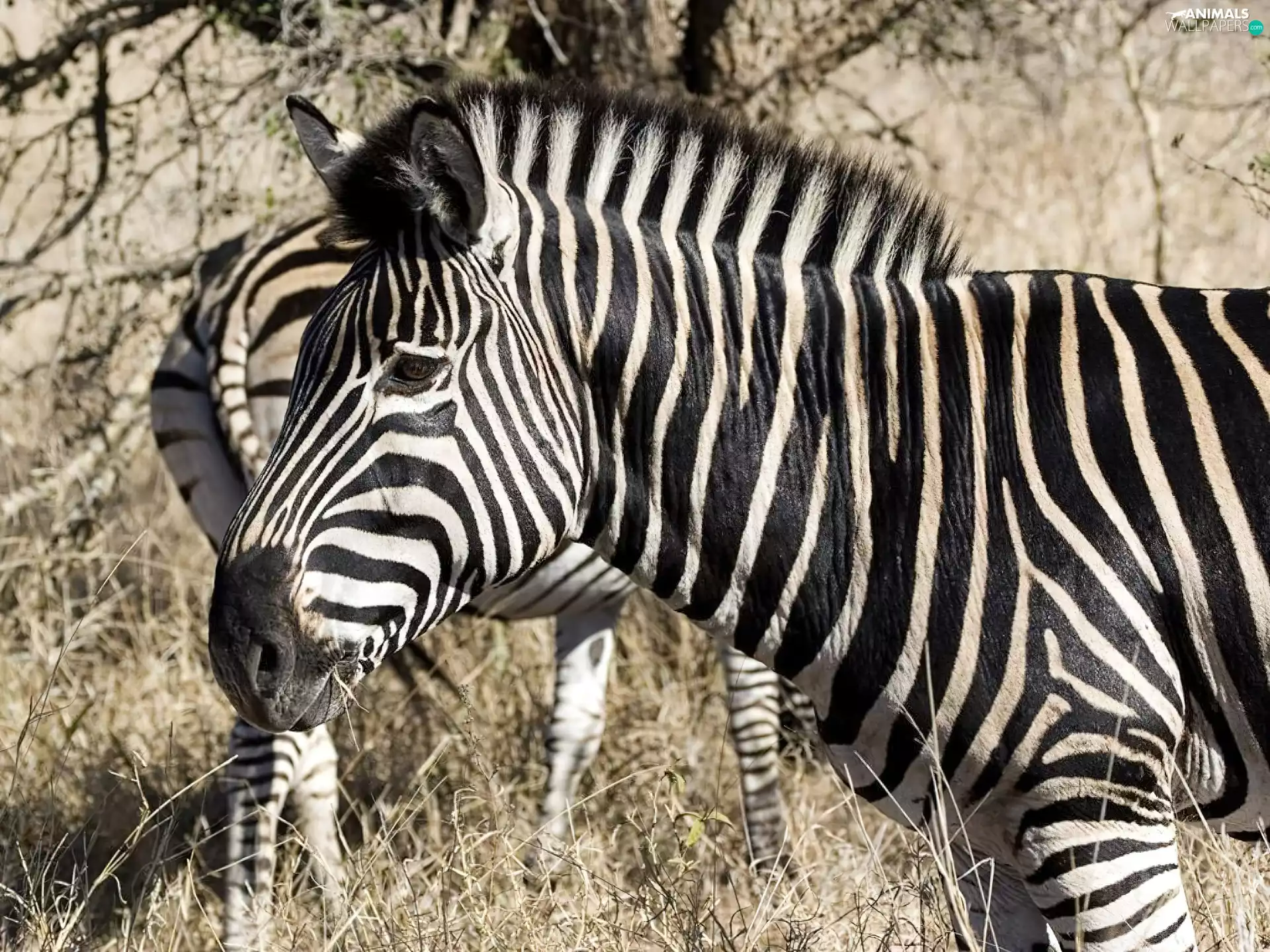 grass, zebra, dry
