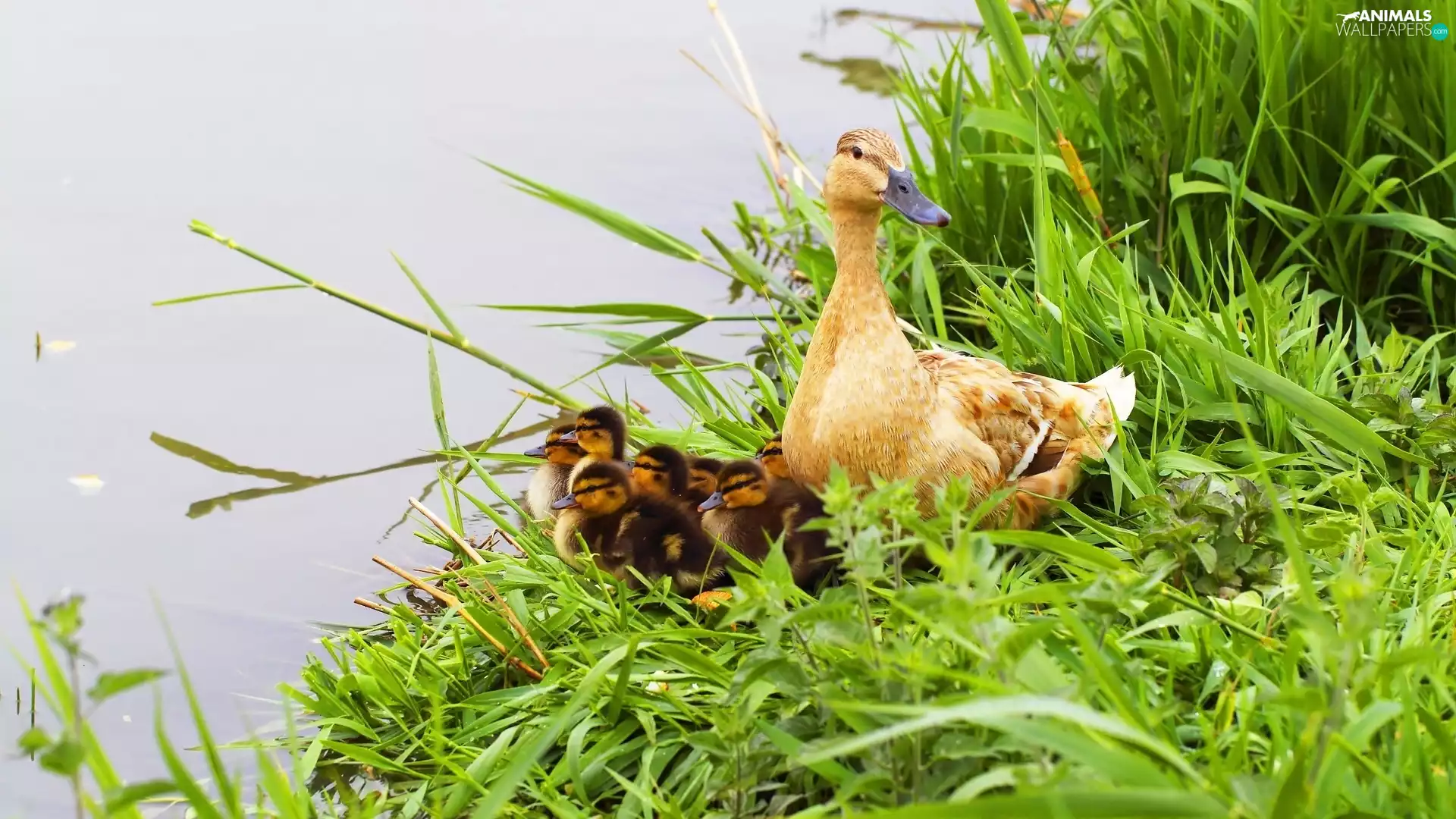 grass, duck, ducks
