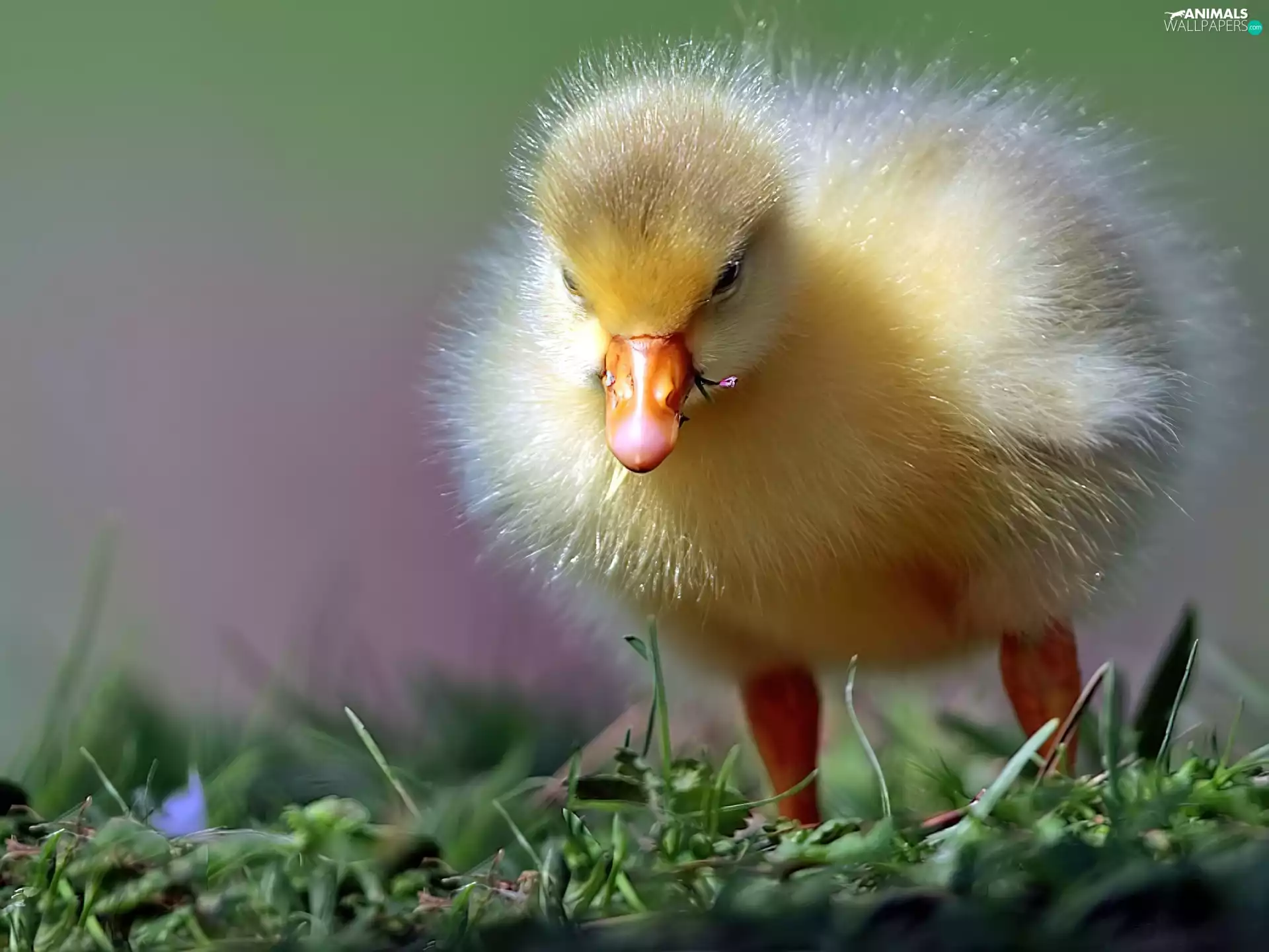 grass, small, Ducky