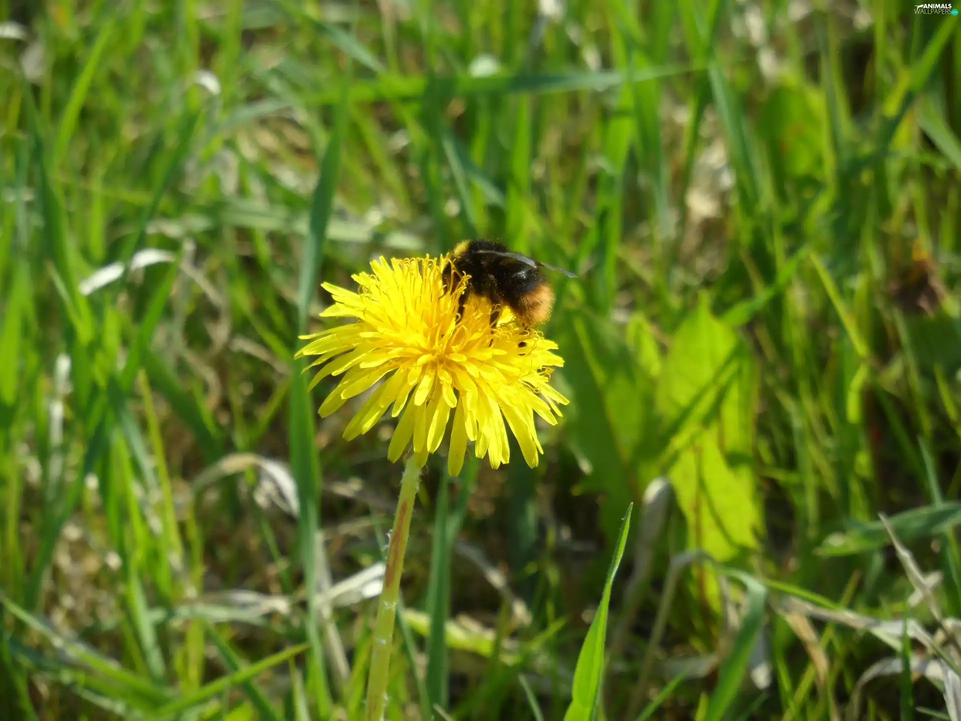 dumbledor, sow-thistle, grass
