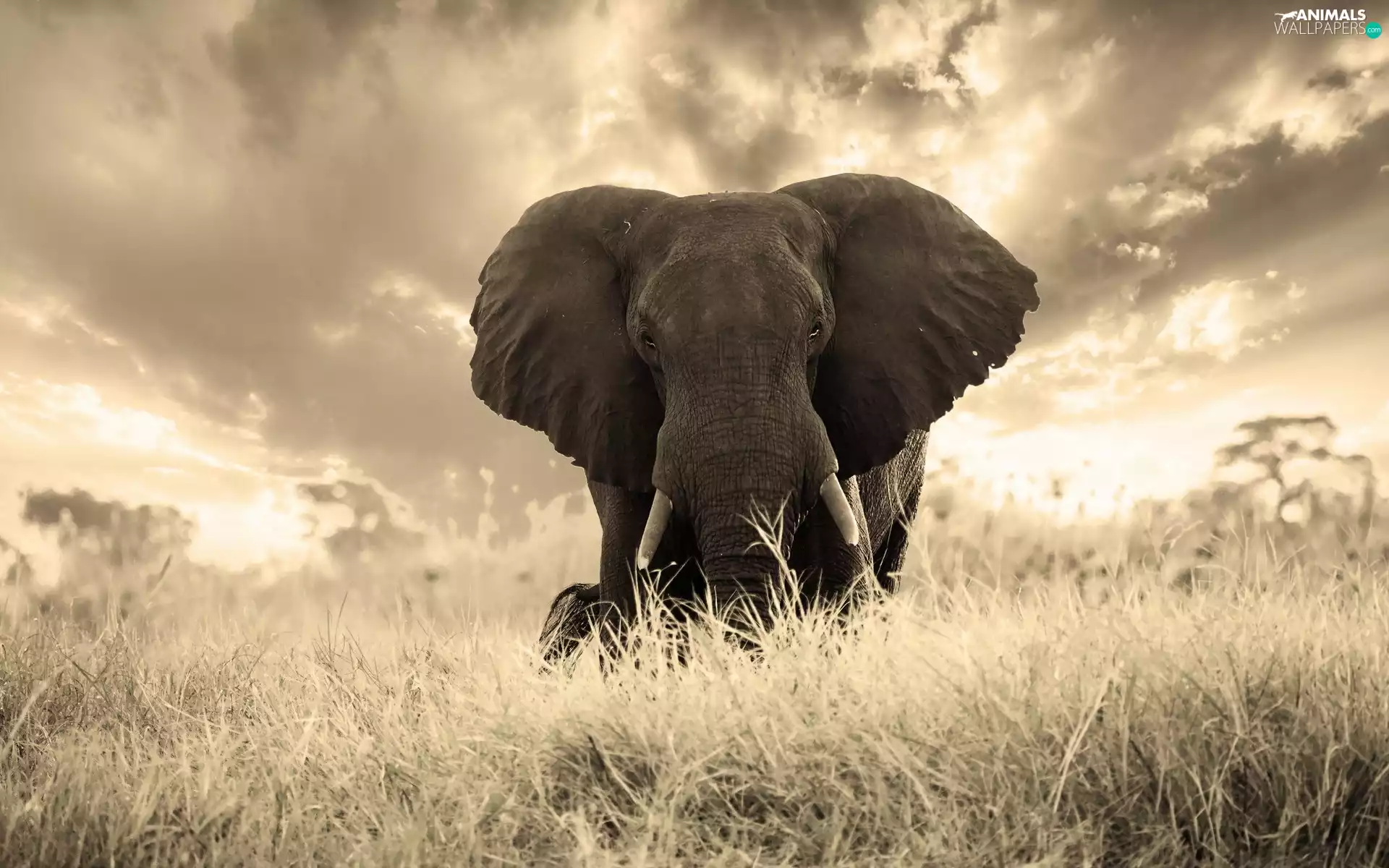 grass, savanna, Elephant