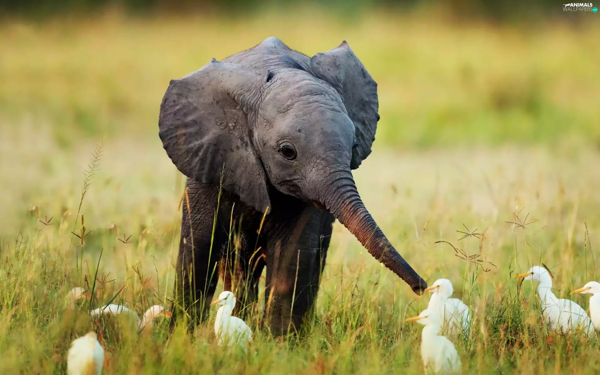 grass, young, Elephant
