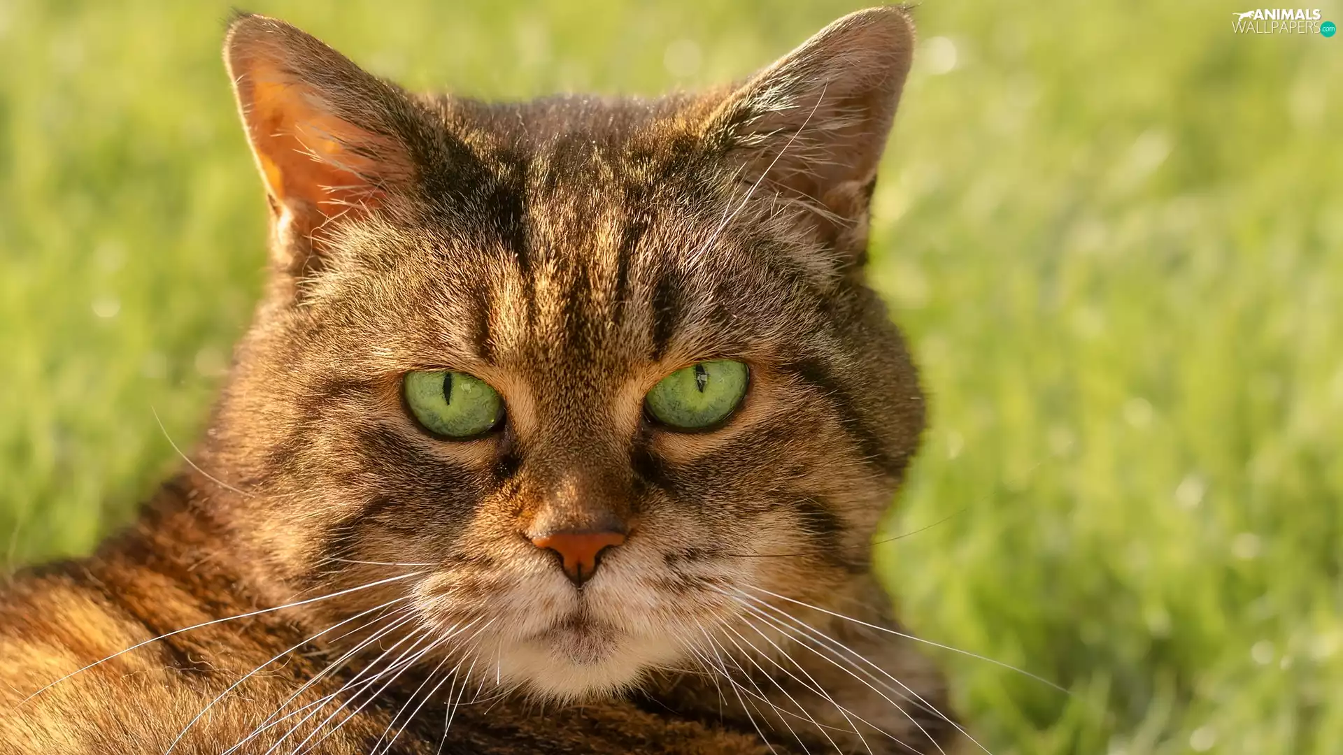 mouth, dun, Eyes, grass, green ones, cat