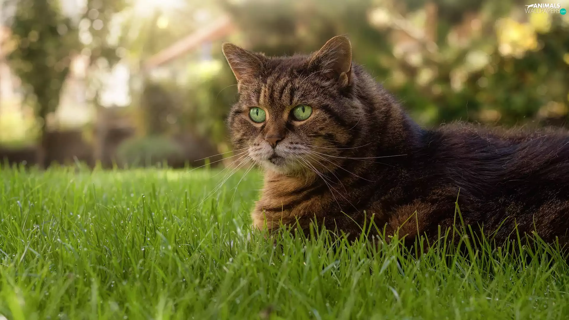 cat, lying, Eyes, grass, green ones, dun