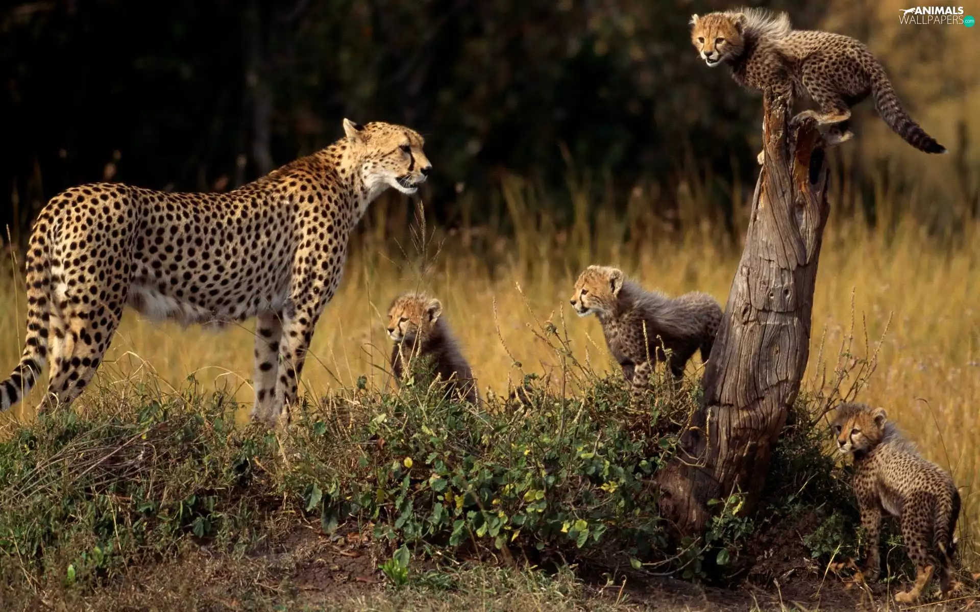 grass, Cheetah, Family