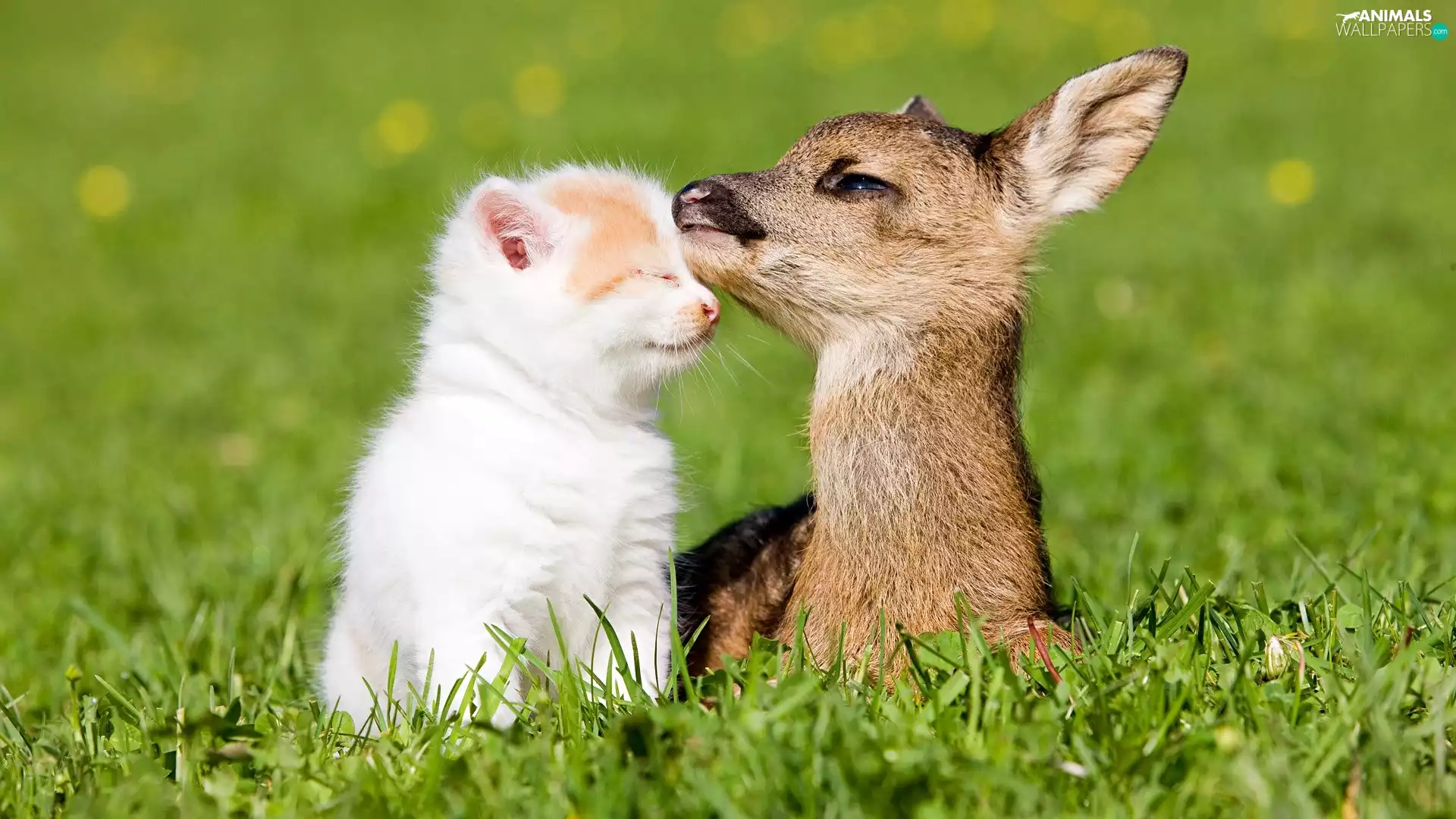 kitten, grass, fawn, White, small